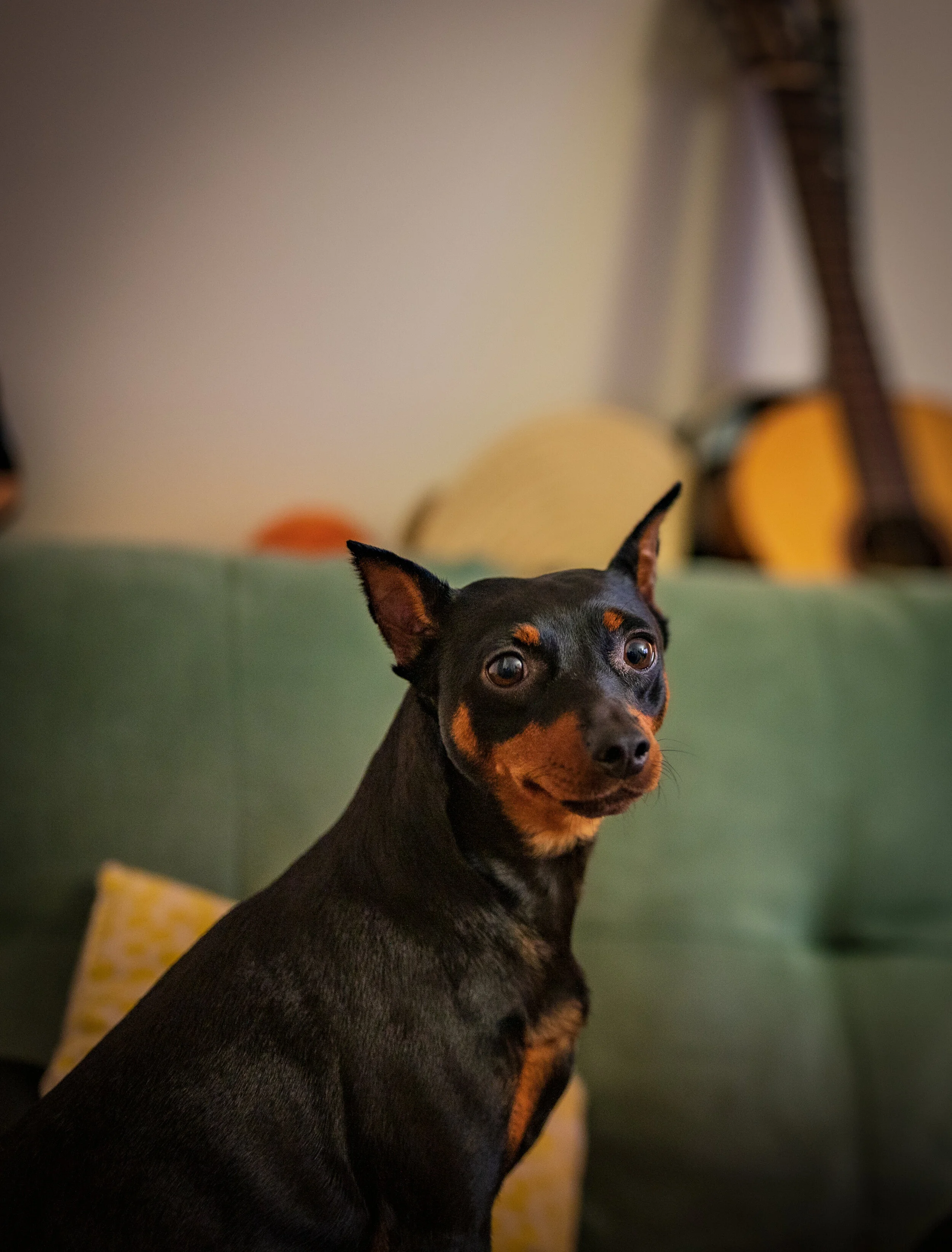 Doggo-2.jpg