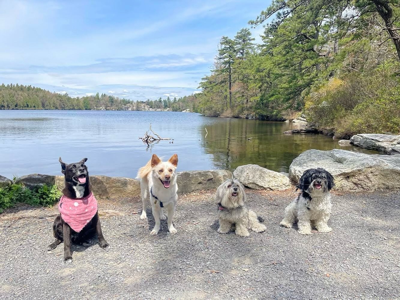 These cousins remind me to get outside and play! Dogs really bring forth my sense of joy and childlike energy. I love these pups so much and cherish our weekend adventures together. 

Take some time to play! It&rsquo;s so important not only for our n