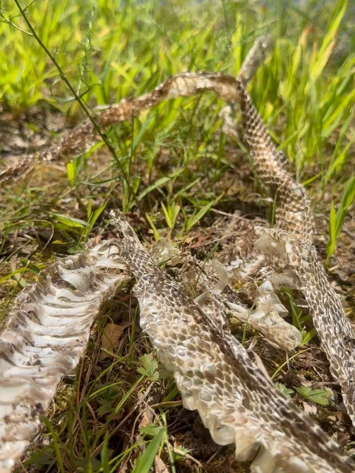 2025 was a big year of release for me, clearing and strengthening my intuition and wisdom! In the Chinese horoscope it has been a year of the wood snake which I definitely related to. 🐍

Multiple hikes this year I came across snake skins and literal
