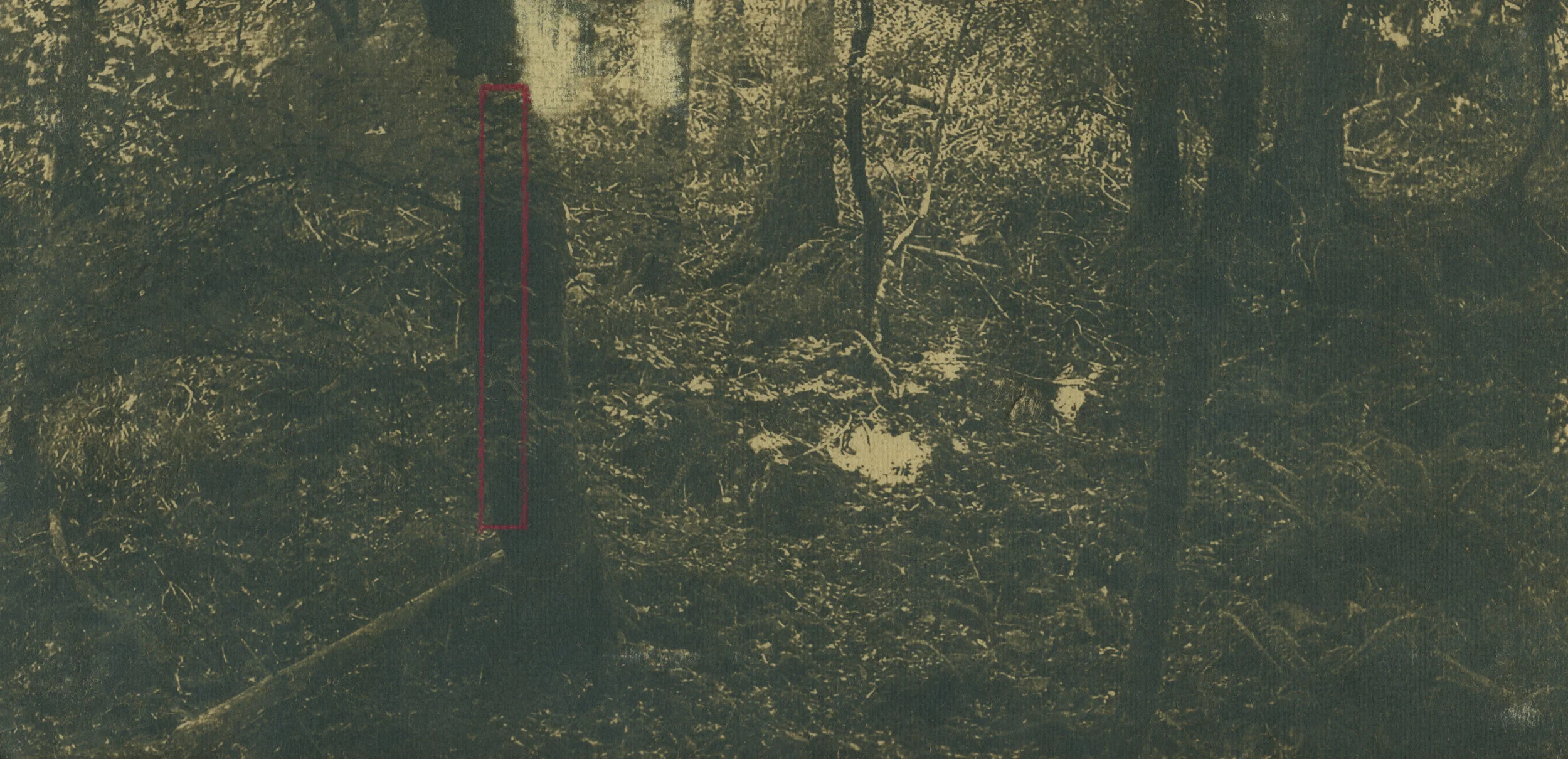 Cyanotype_Detail_1.jpg