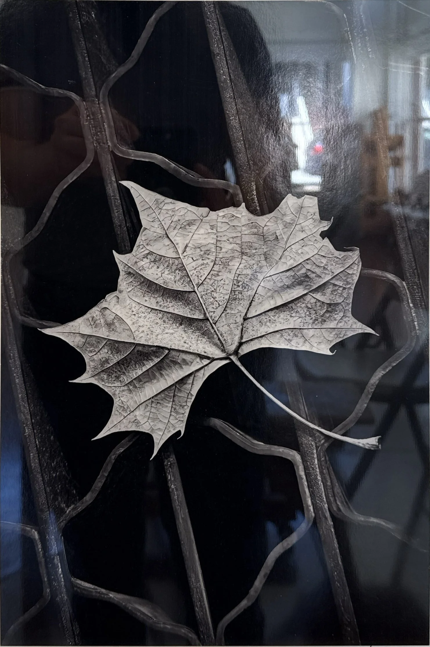 (I’m Not Going Down the Drain, Artist: Tom Green) From the title, the defiance set the
stage for the stories my mind
created in seeing this photograph.
Challenging me to personify the
leaf’s tenacity - light v. dark,
nature v. human, ephemeral v.
end