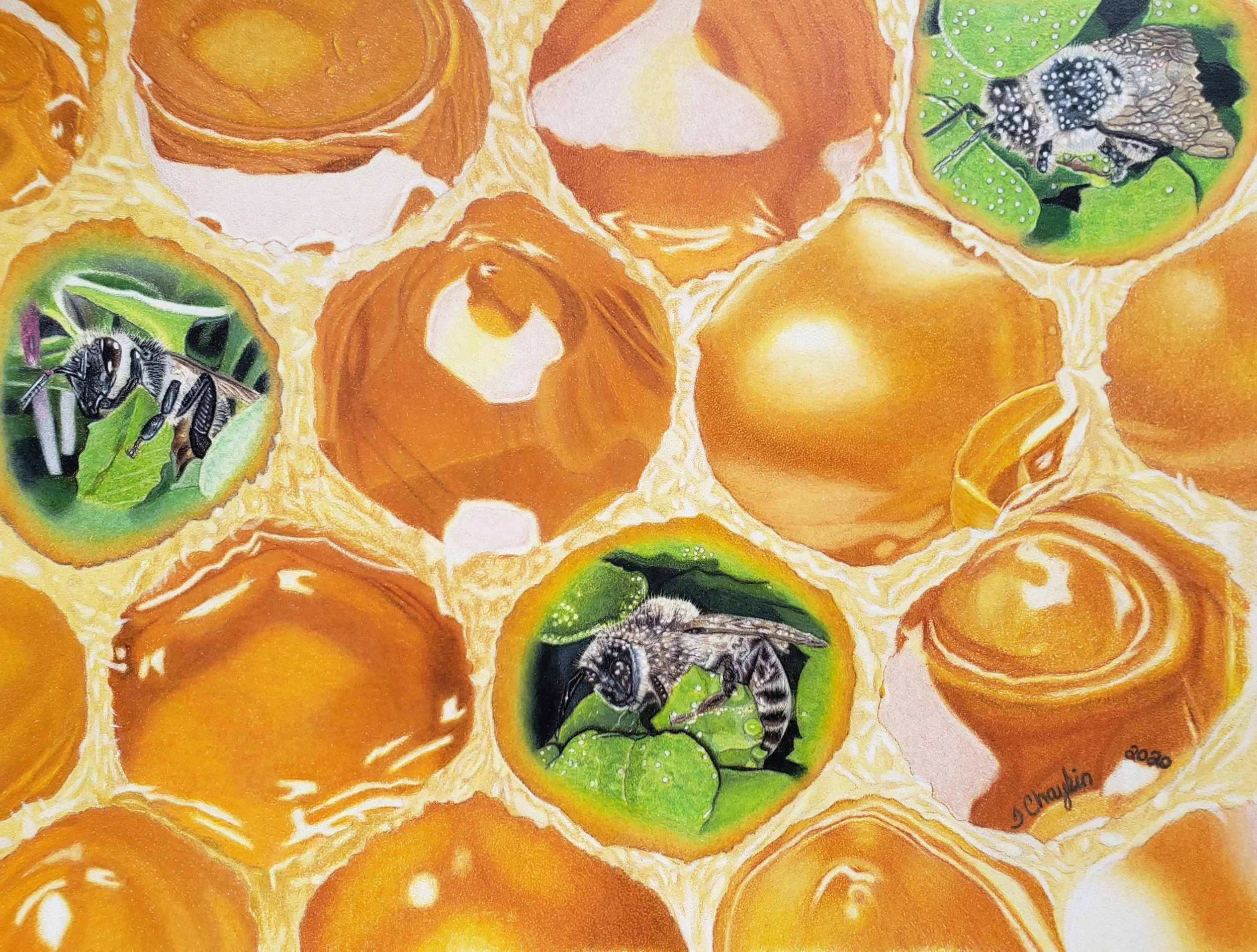 HM - Tracey Chaykin - Sanctuary