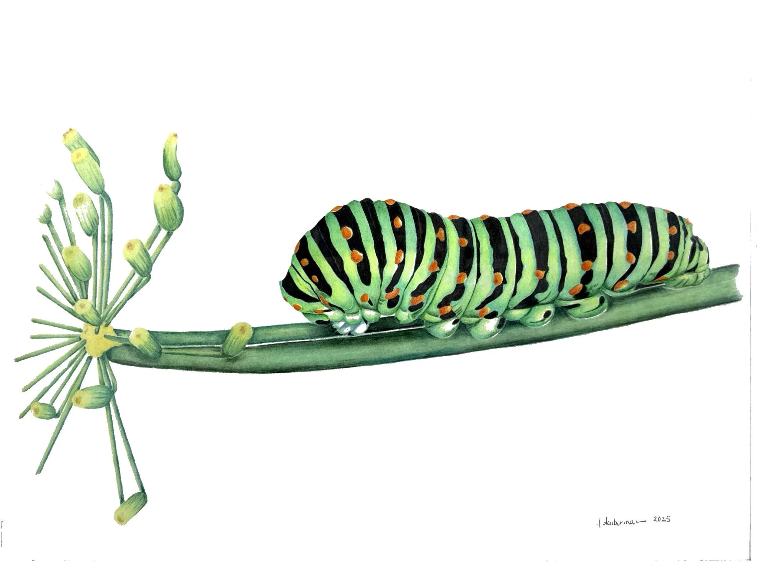 HM - Judith Dauberman - Swallowtail