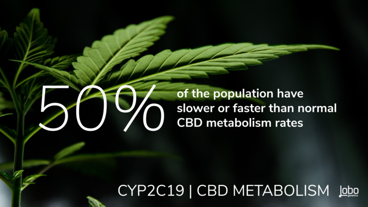 CBD METABOLISM RATE    is predicted by the efficiency of the    CYP2C19    gene (pronounced sip-two-see-nine-teen) to produce the enzyme that binds to CBD which allows it to interact with and be eliminated by the body.&nbsp;