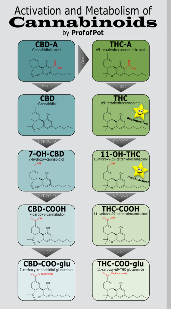 THC + CBD METABOLISM 2 If you’re looking for the next level of nerdy explanations, check out this blog from The Prof of Pot, who does a great job of going into the details from a more scientific angle.