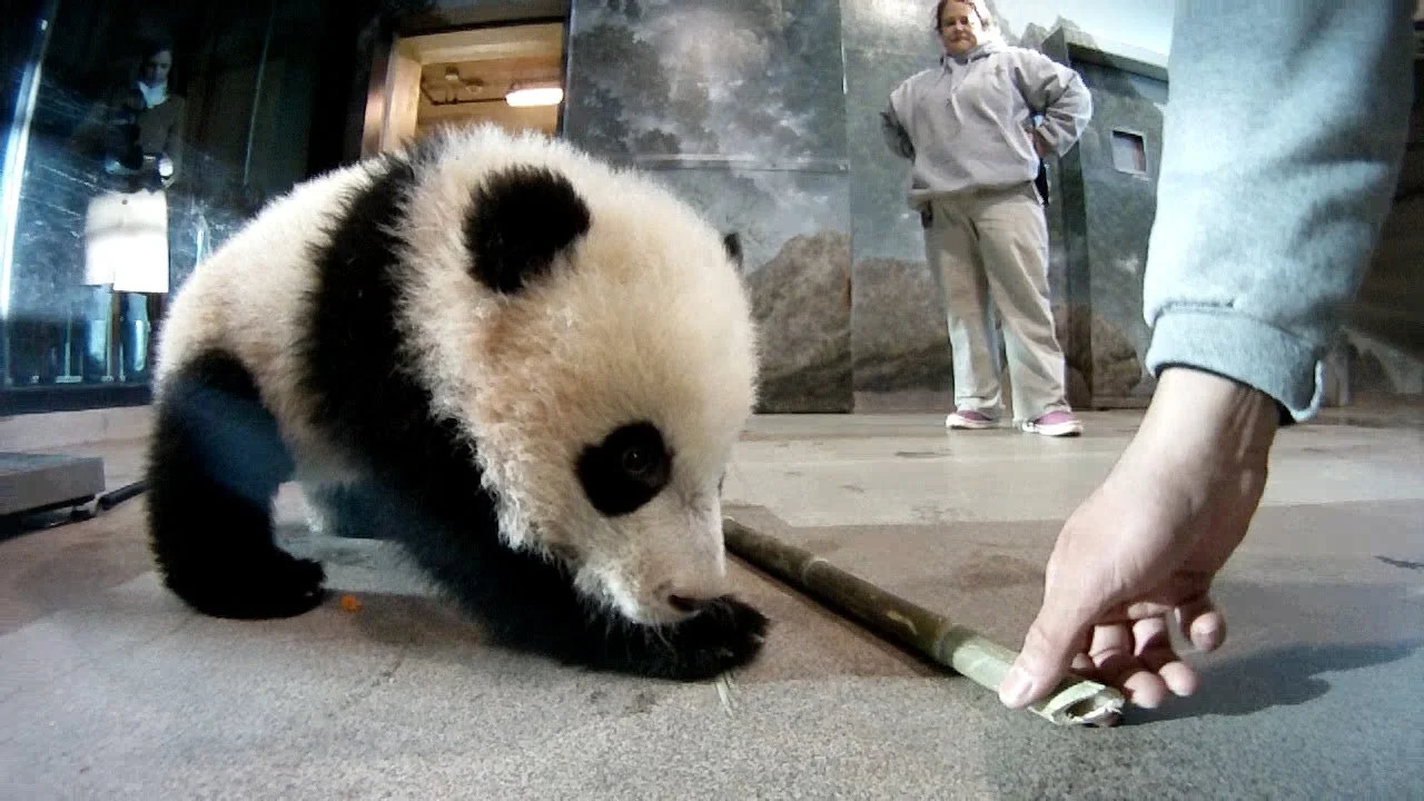 panda-baby_12914664935_o.jpg