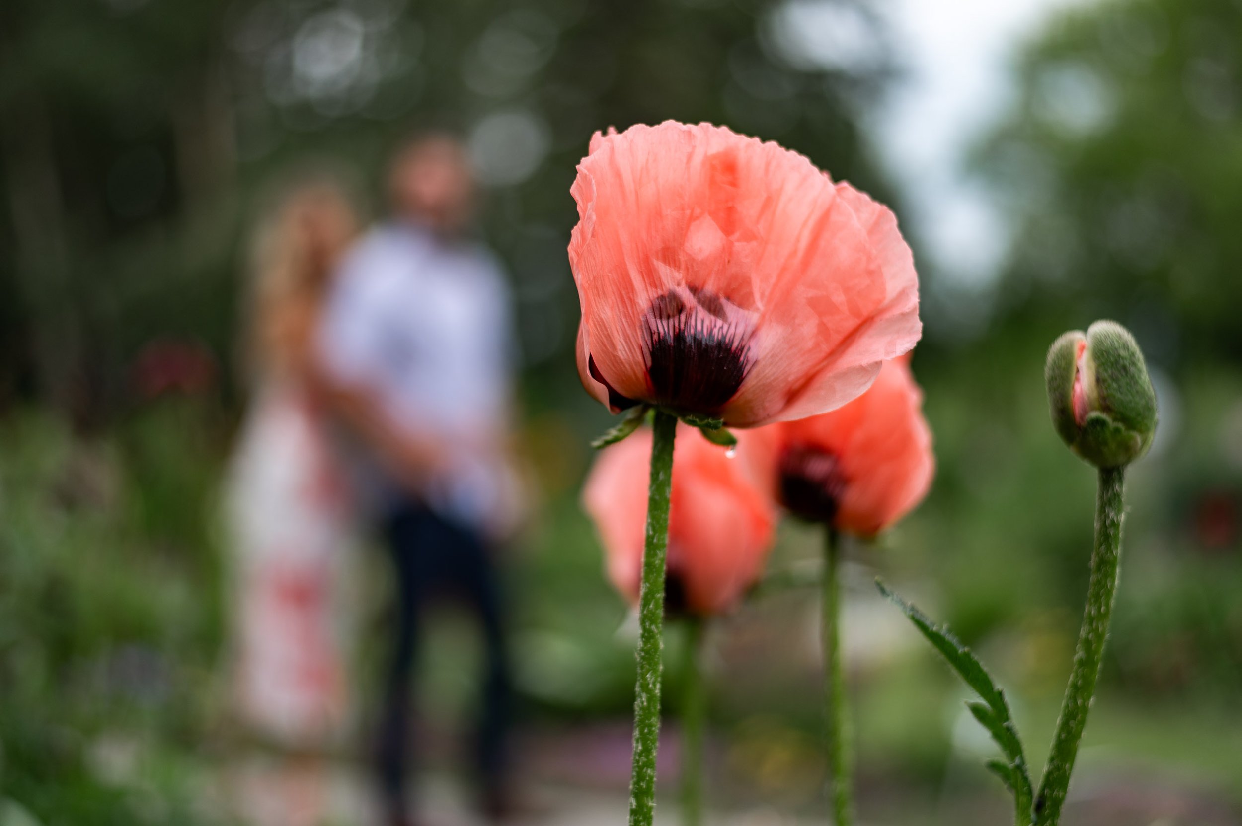 Edmonton-Alberta-Wedding-Engagement-Portrait-Elopement-Photographer-St-Albert-Botanic-Garden-Paula-Michael-6.jpg