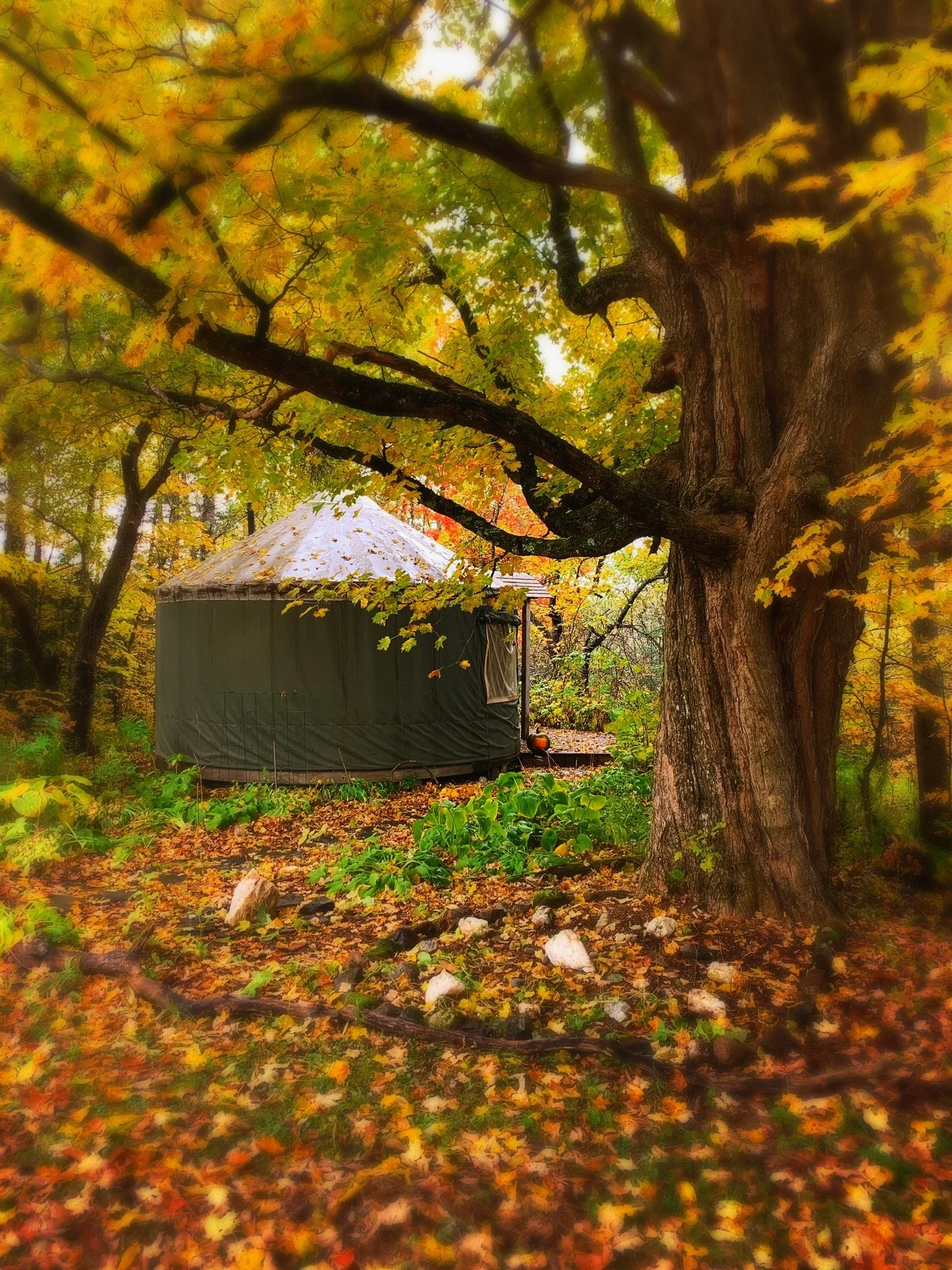 Tracing the Root: A Genealogy &amp; Intuition Retreat 