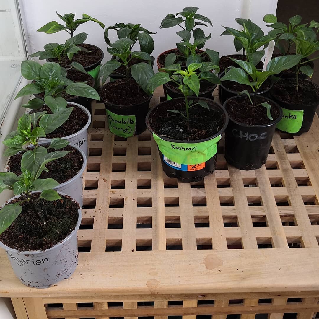 All my #peppers are potted up and looking great!

I've got two new (to me) varieties from @realseeds that I'm very excited to try, they are both sweet peppers and one is brown and called &quot;chocolate&quot; 😆

#chilli #food #foodporn #spicy #foodi