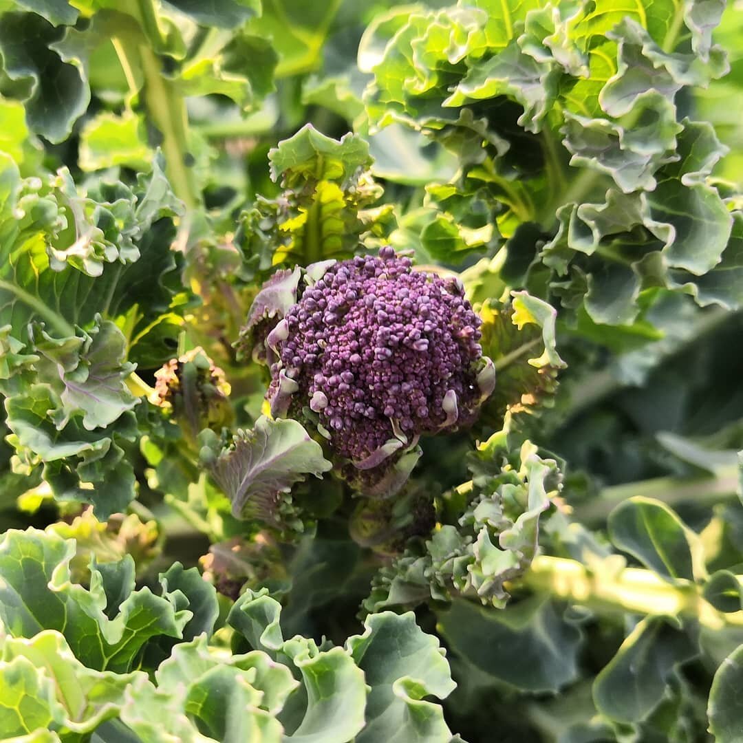 Purple sprouting broccoli is finally here!

This is the first time I've grown this, it feels like a lot has changed since I sowed the seeds for it last year. 

#vegetablegarden #gardening #garden #growyourownfood #growyourown #homegrown #vegetables #