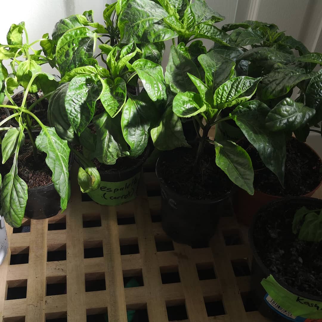 Giving the #peppers some TLC before they go back under the lights. Really happy with how they have done this year! 

#vegetablegarden #gardening #garden #growyourownfood #growyourown #homegrown #vegetables #organicgardening #kitchengarden #ediblegard