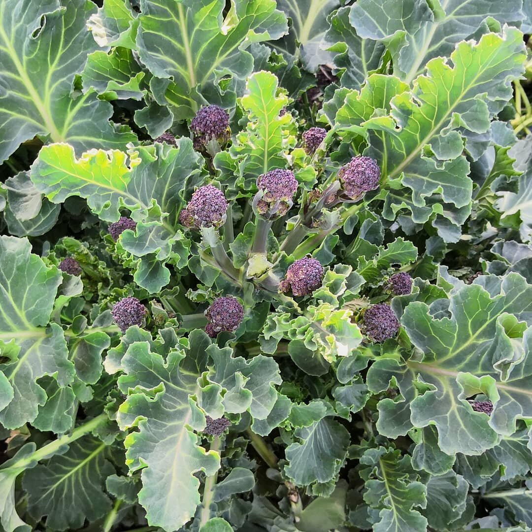 It really feels like #spring with the purple sprouting broccoli and daffodils showing their colours!