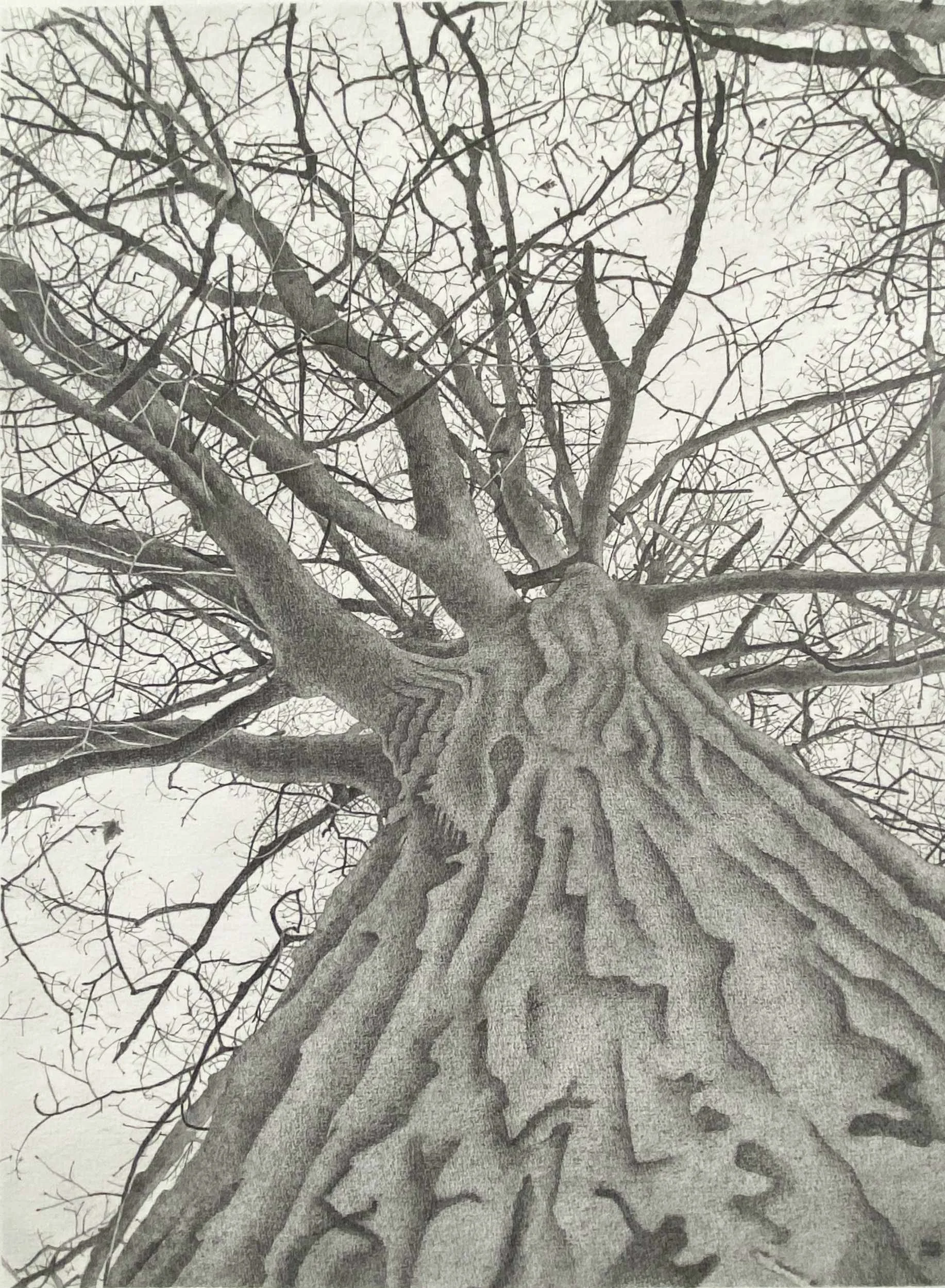 Tree - 16" x 12" - 2021