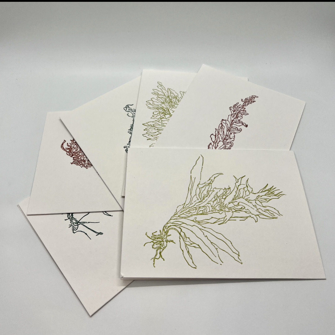 Botanical Drawings - 6 Notecards - Liz McGhee