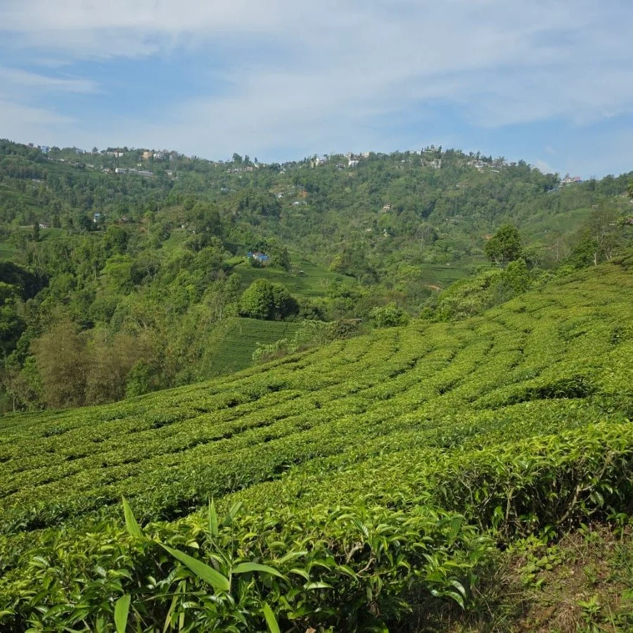 Dhamma Suriyo sits at 1,200 meters in the hills of Ilam, in far eastern Nepal, a few kilometers from the Indian border and close to Darjeeling and Sikkim.

Old students donated the 5.5 acre site in 2014, and the first ten-day course ran there in 2018