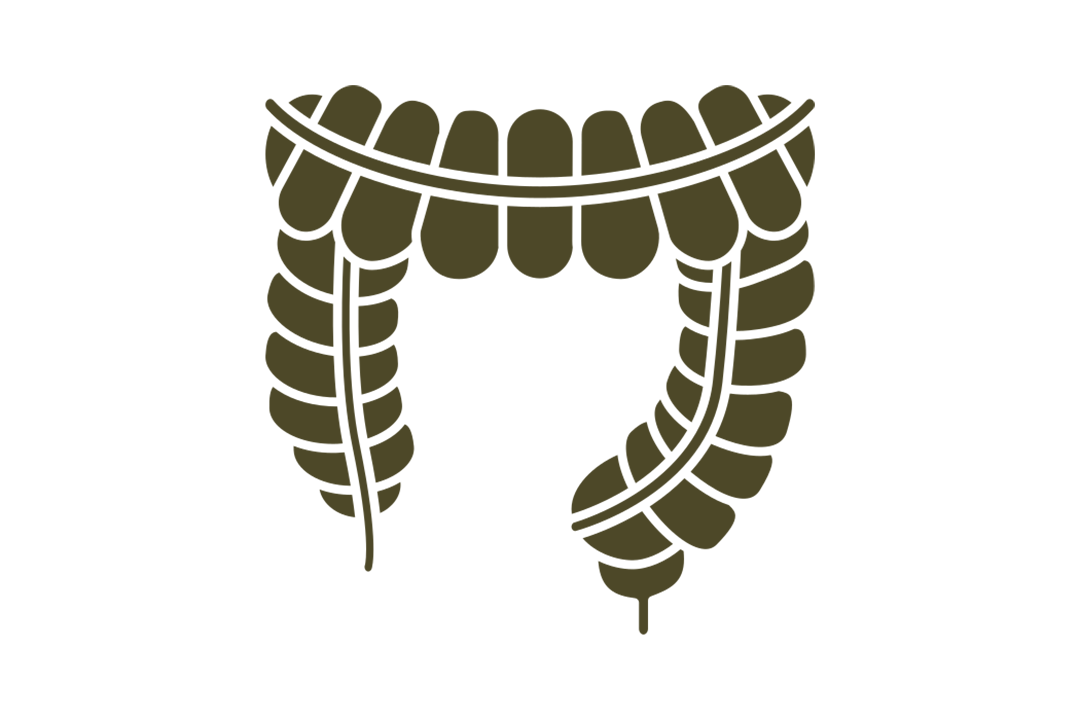 illustration of the large intestines