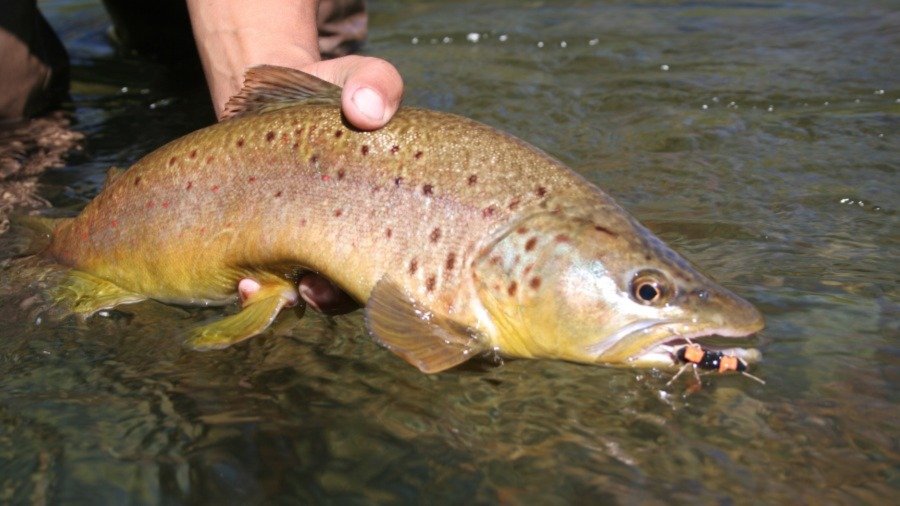 Fishy Friday: Identifying local trout species — Estes Valley