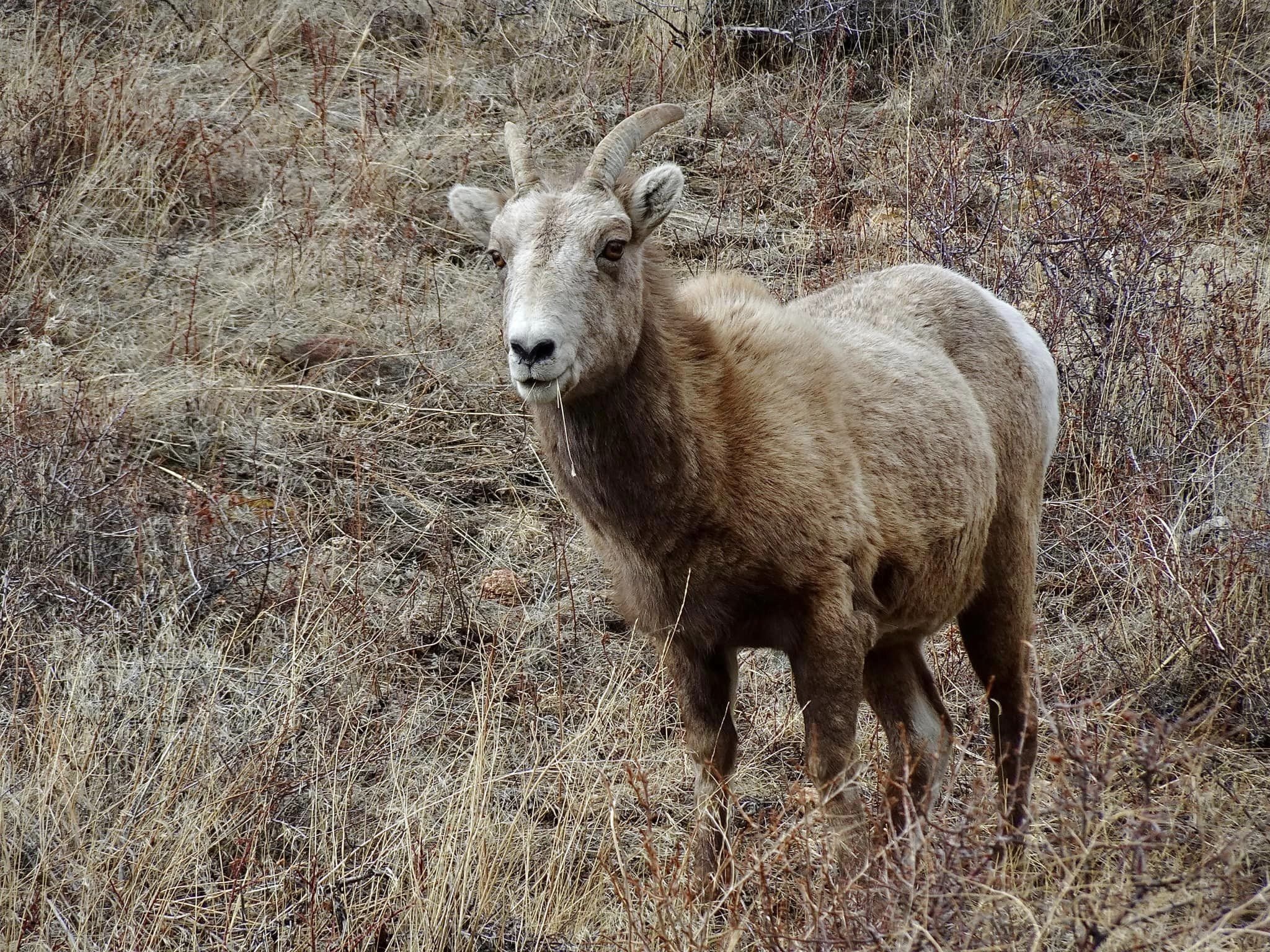 Wildlife Wednesday — BiG Horn Sheep — Estes Valley Watershed Coalition ...