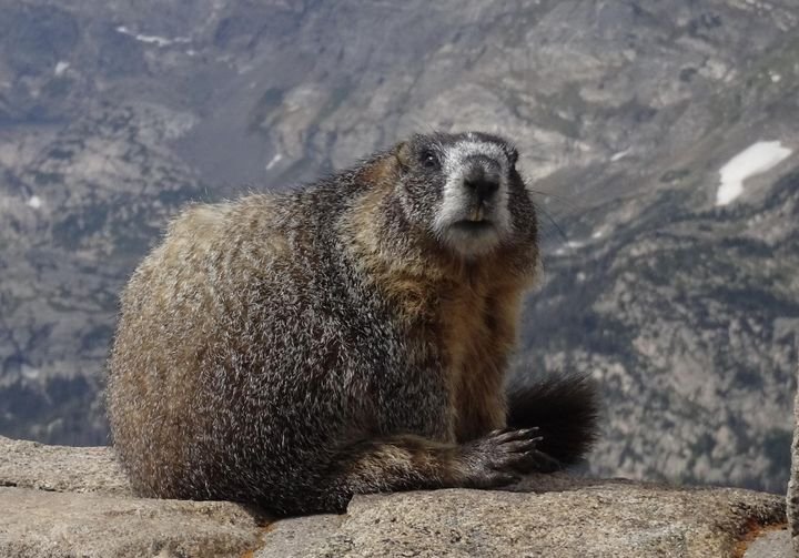 Wildlife Wednesday: Groundhog Day — Estes Valley Watershed Coalition - EVWC  | Estes Park