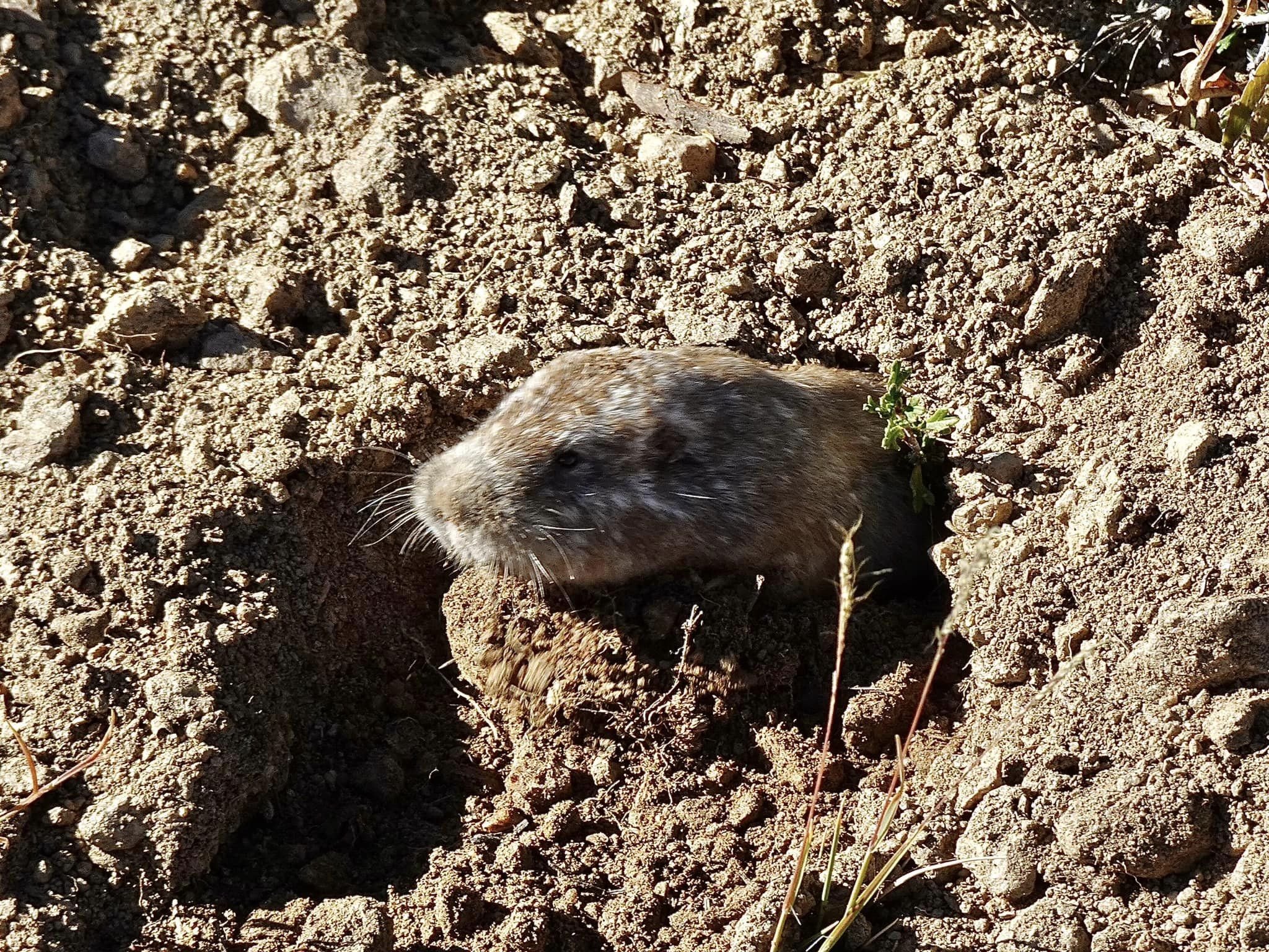Wildlife Wednesday - Life Underground — Estes Valley Watershed ...