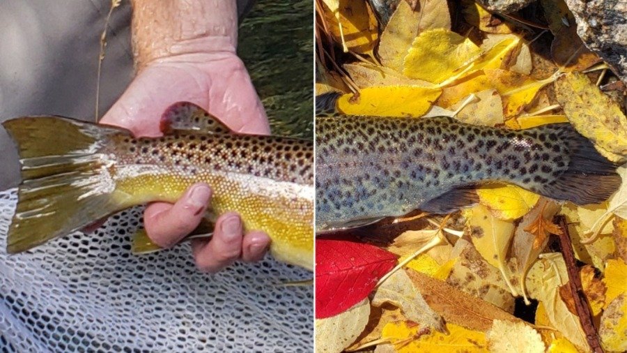 Fishy Friday: how to distinguish wild vs stocked trout — Estes