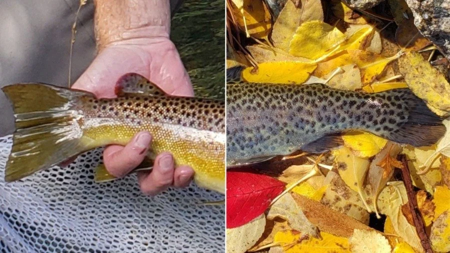 Fishy Friday how to distinguish wild vs stocked trout — Estes Valley Watershed Coalition EVWC