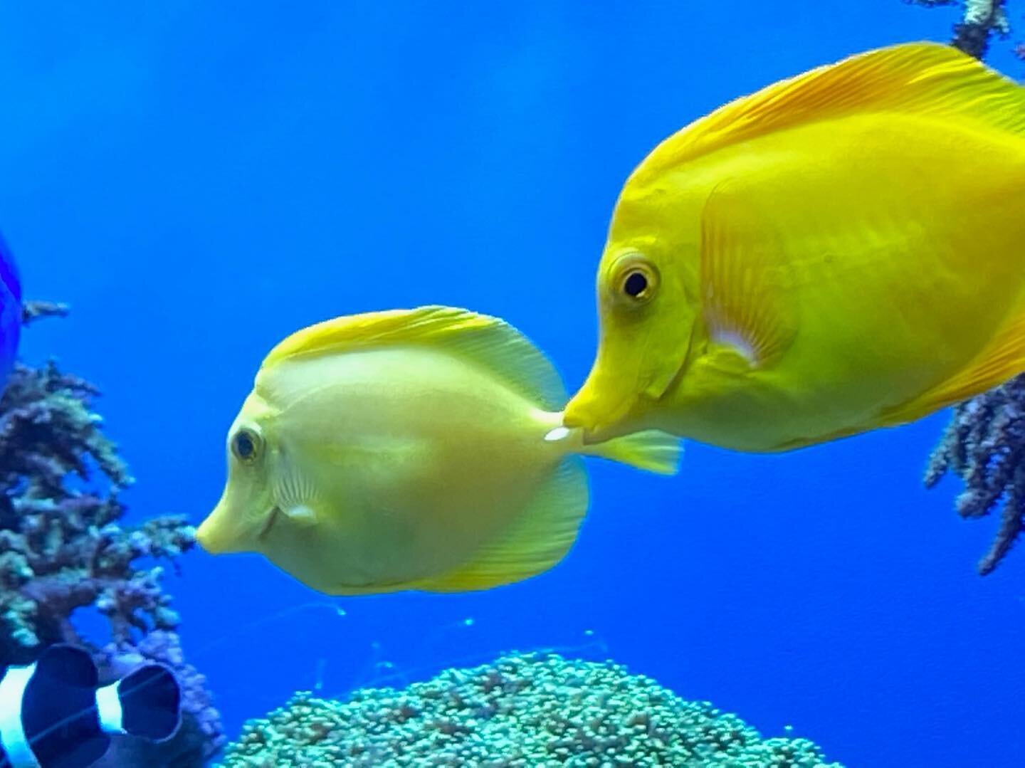 Life in COLOR at the @montereybayaquarium! It is incredible to see what lives in the sea. Truly another world right here on earth 🌎 

#angelfish #montereybayaquarium #monterey #montereybay #undersealife #lifeaquatic