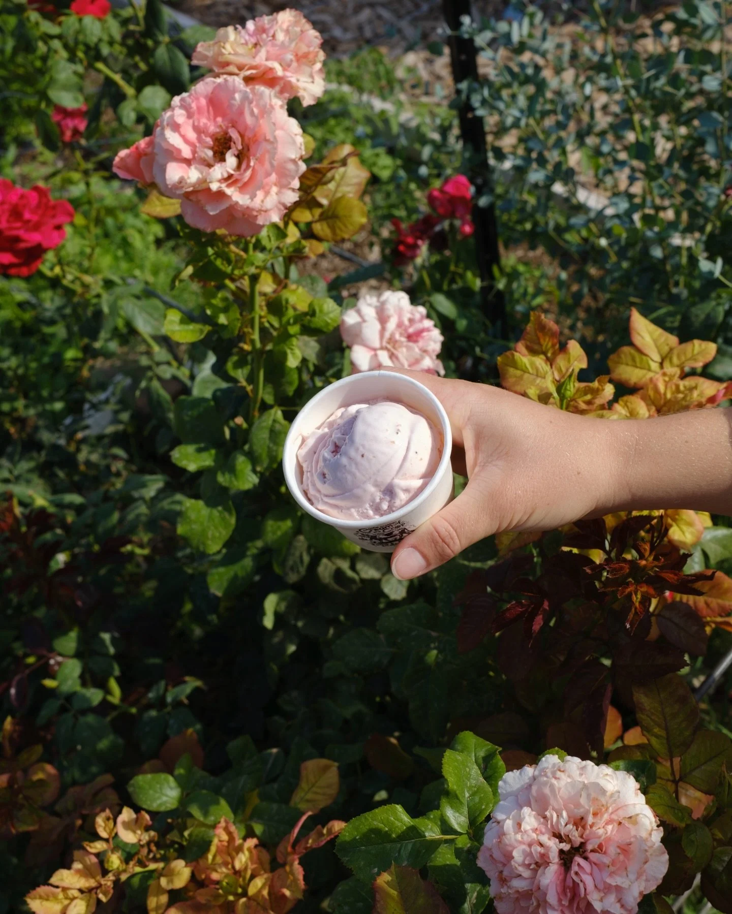 Strawberry Rose!

Made of strawberries, rose water, and cream &mdash; perfectly refreshing as the weather is heating up.