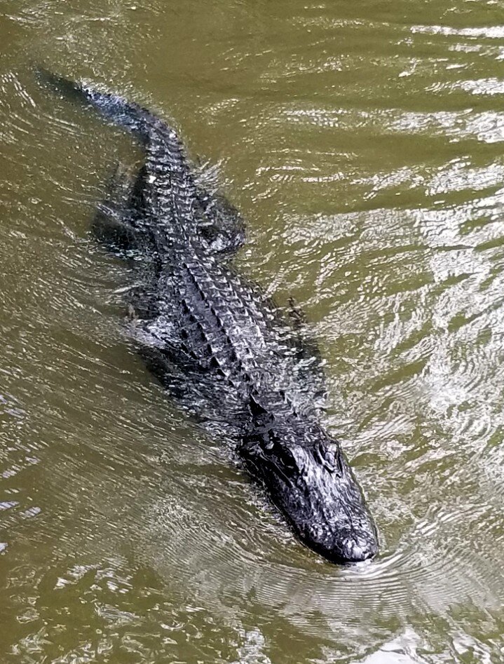Alligator sighting on airboat tour.
