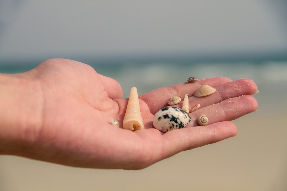 Seashells In Hand