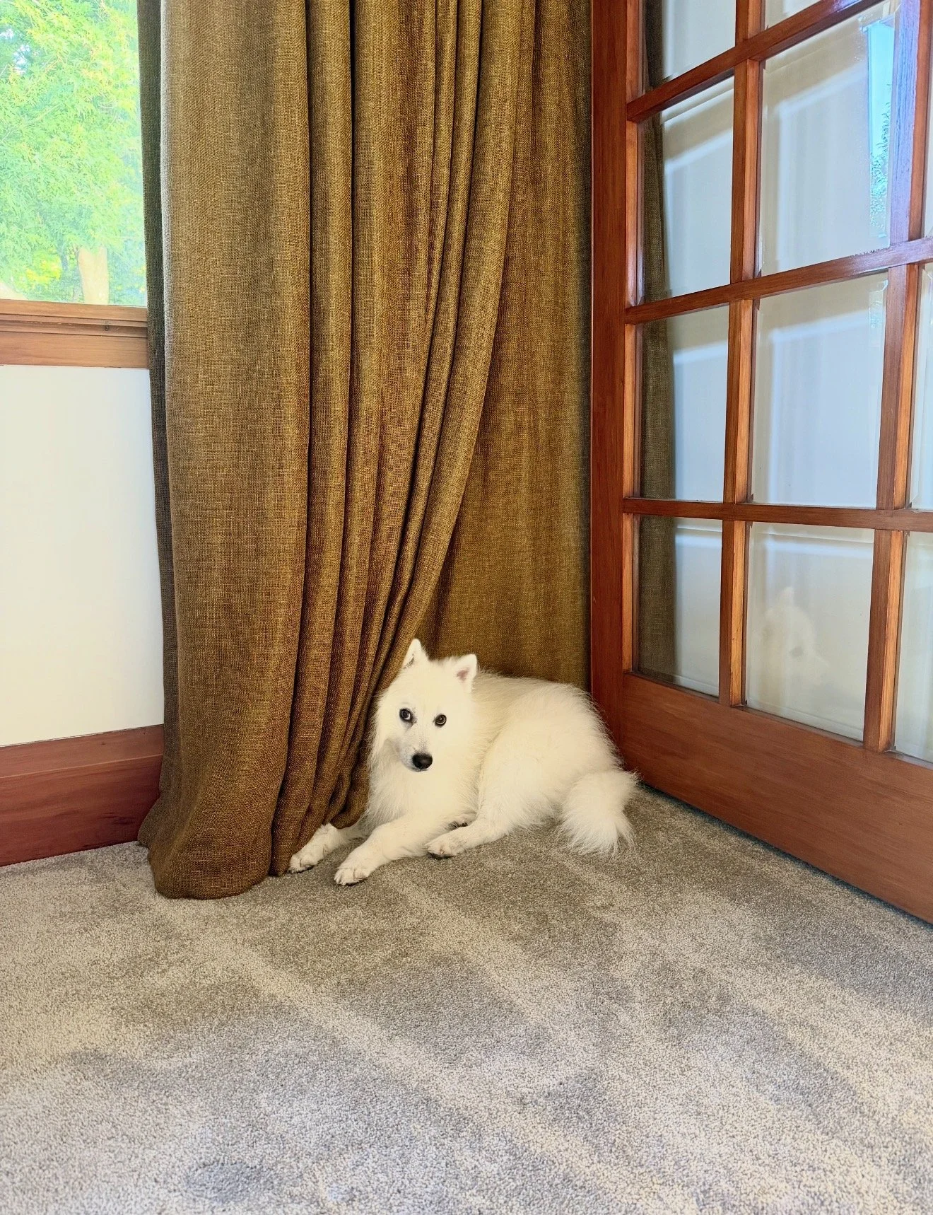 White dog lying on a carpeted floor next to a window with brown curtains and a wooden door with glass panes.