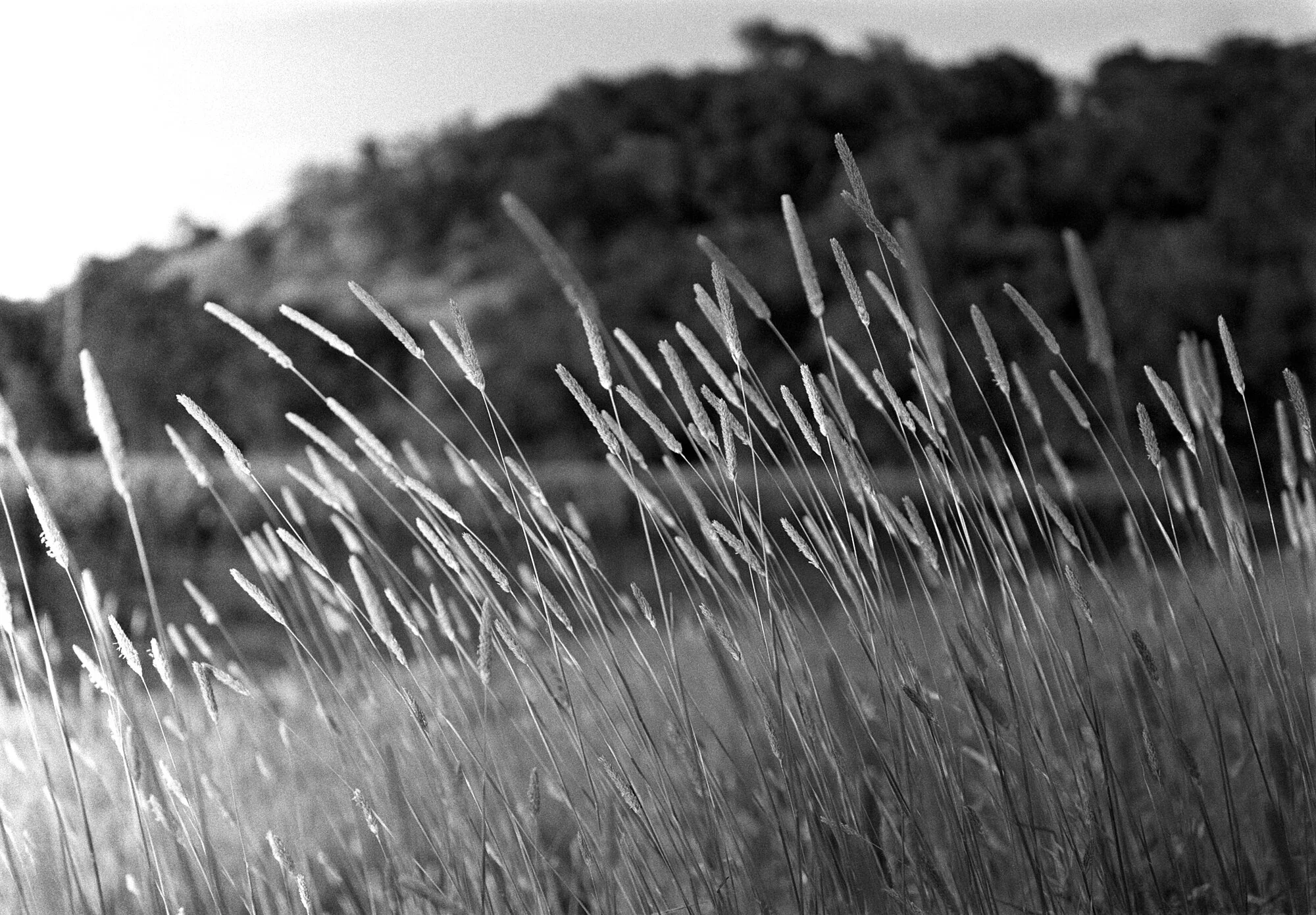 Grasses-2-2000.jpg