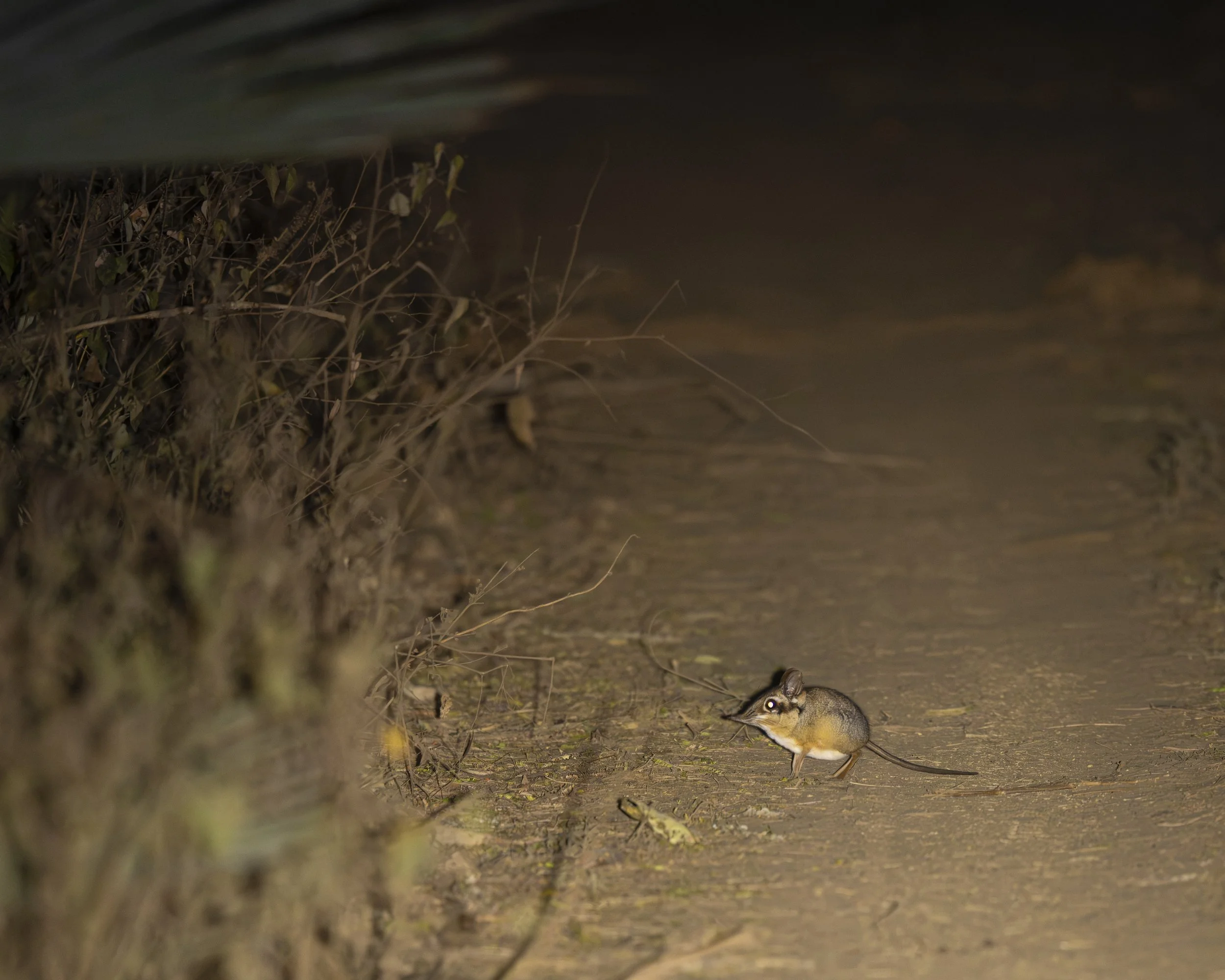 DSC_8084.jpg