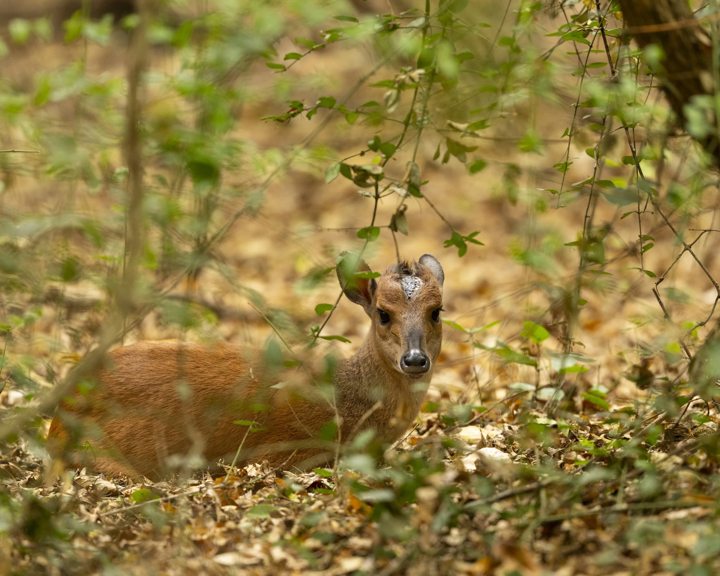 DSC_2627A.jpg