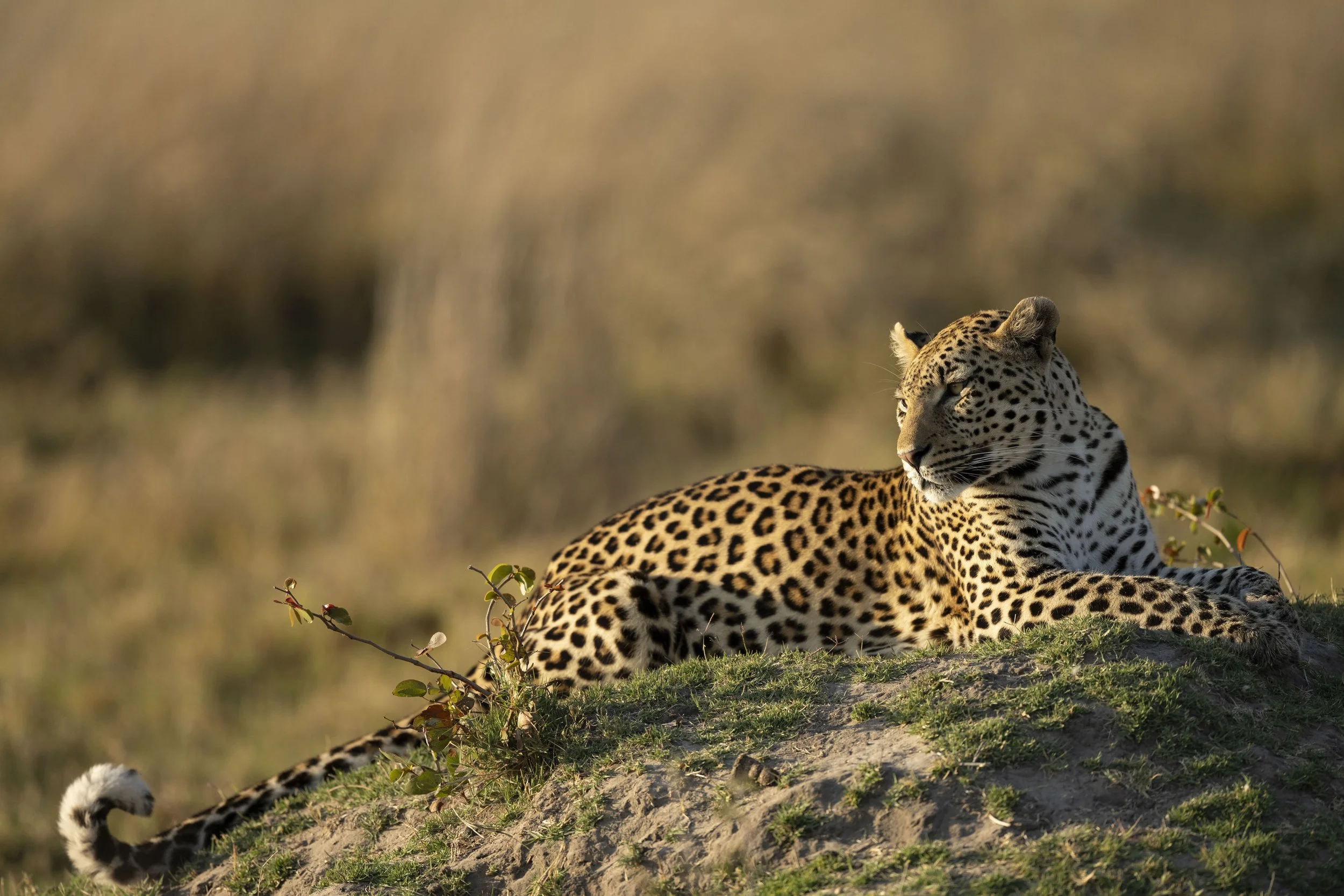 DSC_7269.jpg