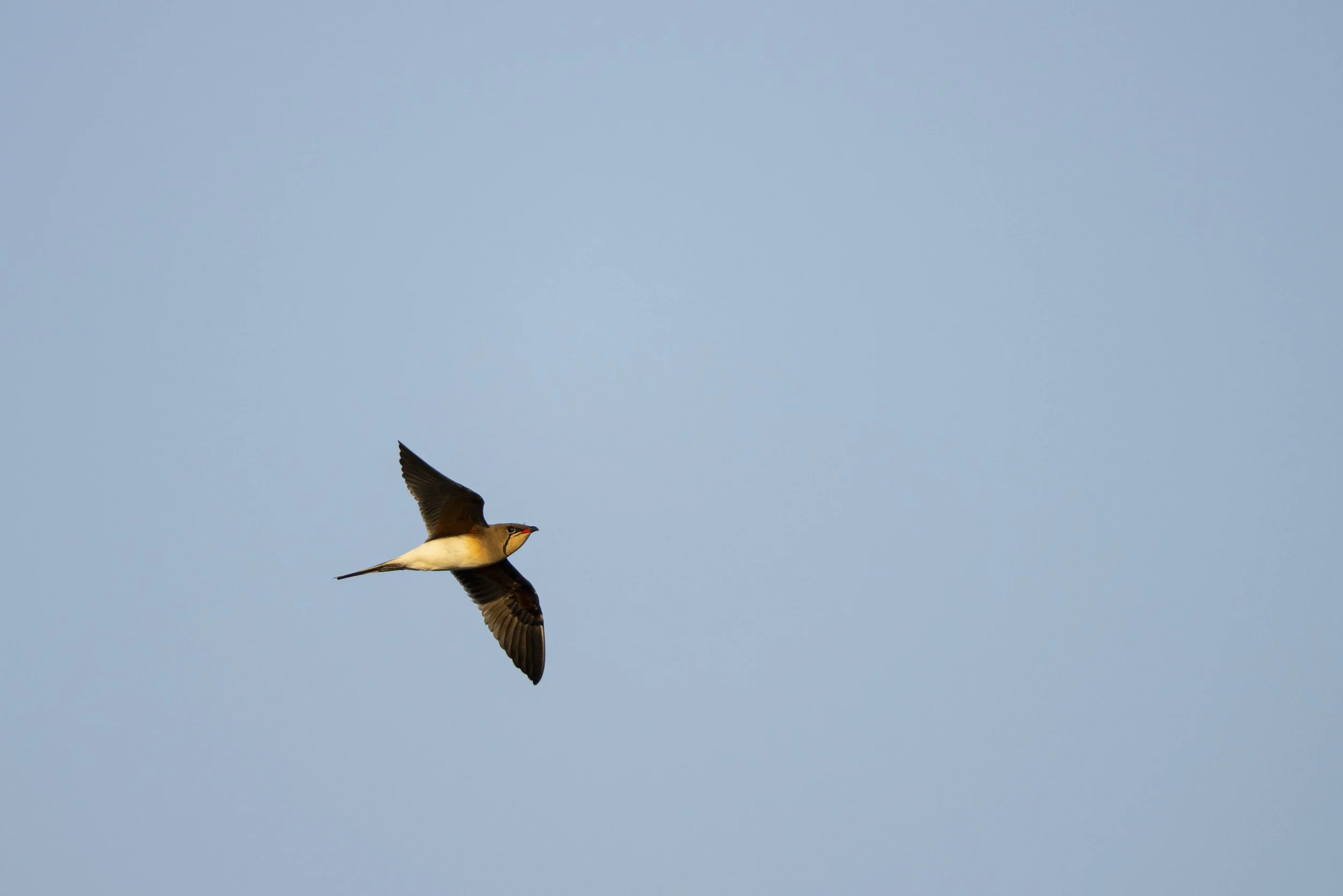 DSC_6423.jpg