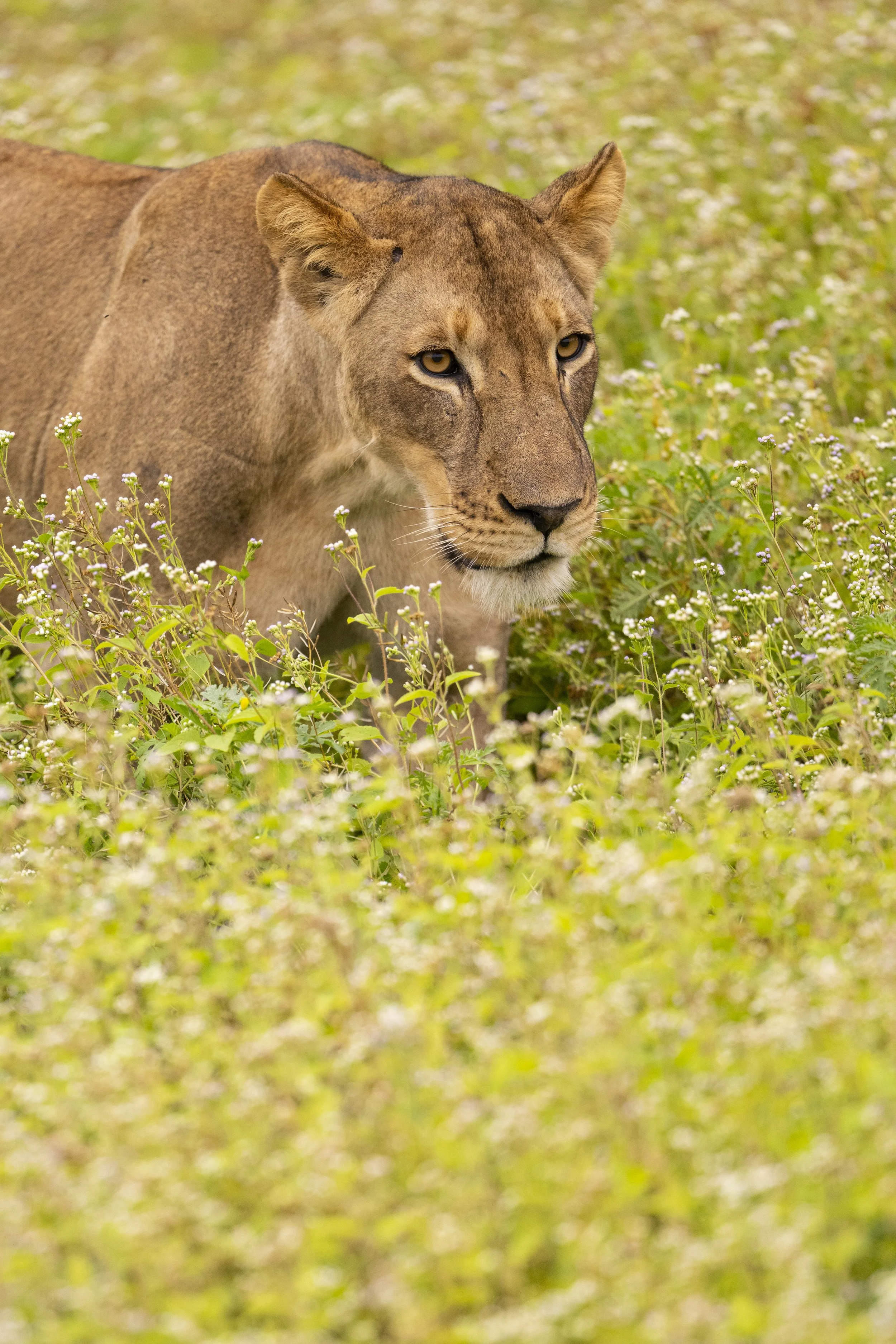 DSC_3702.jpg