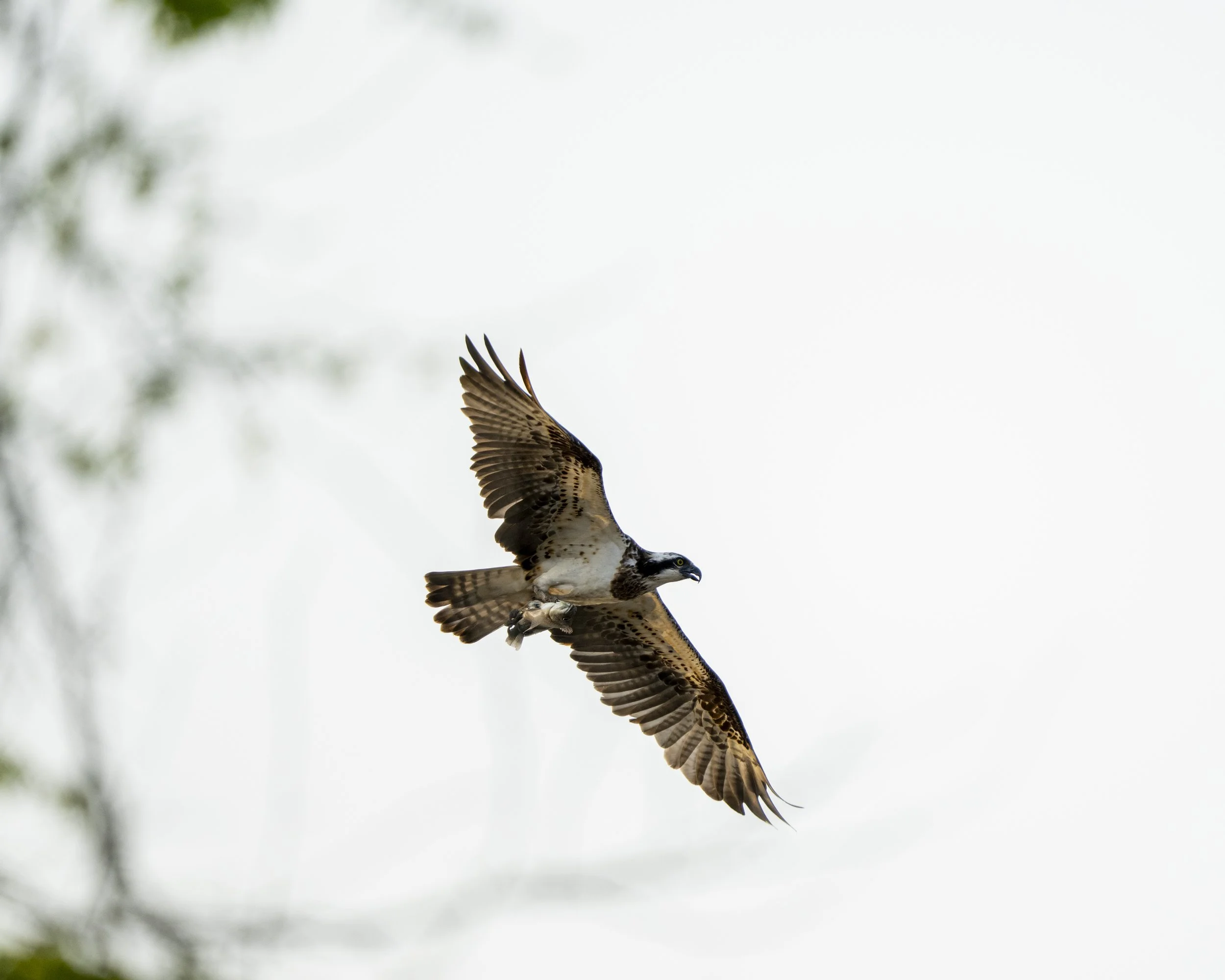 DSC_5542.jpg