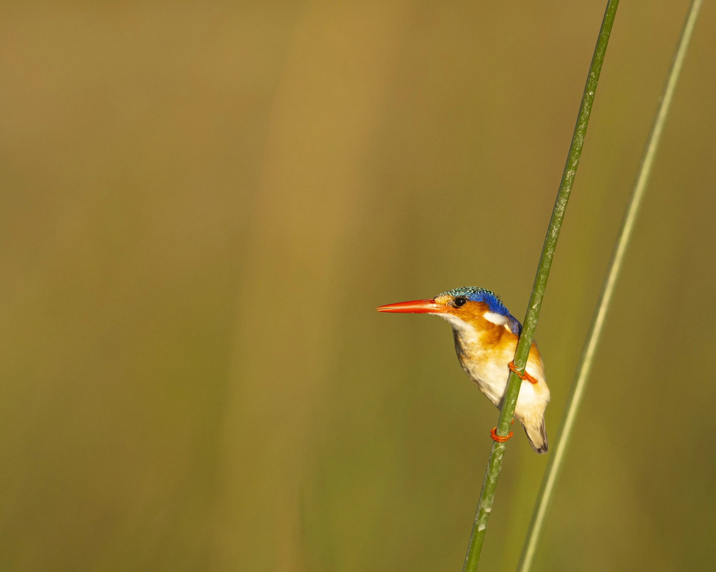 DSC_6272.jpg