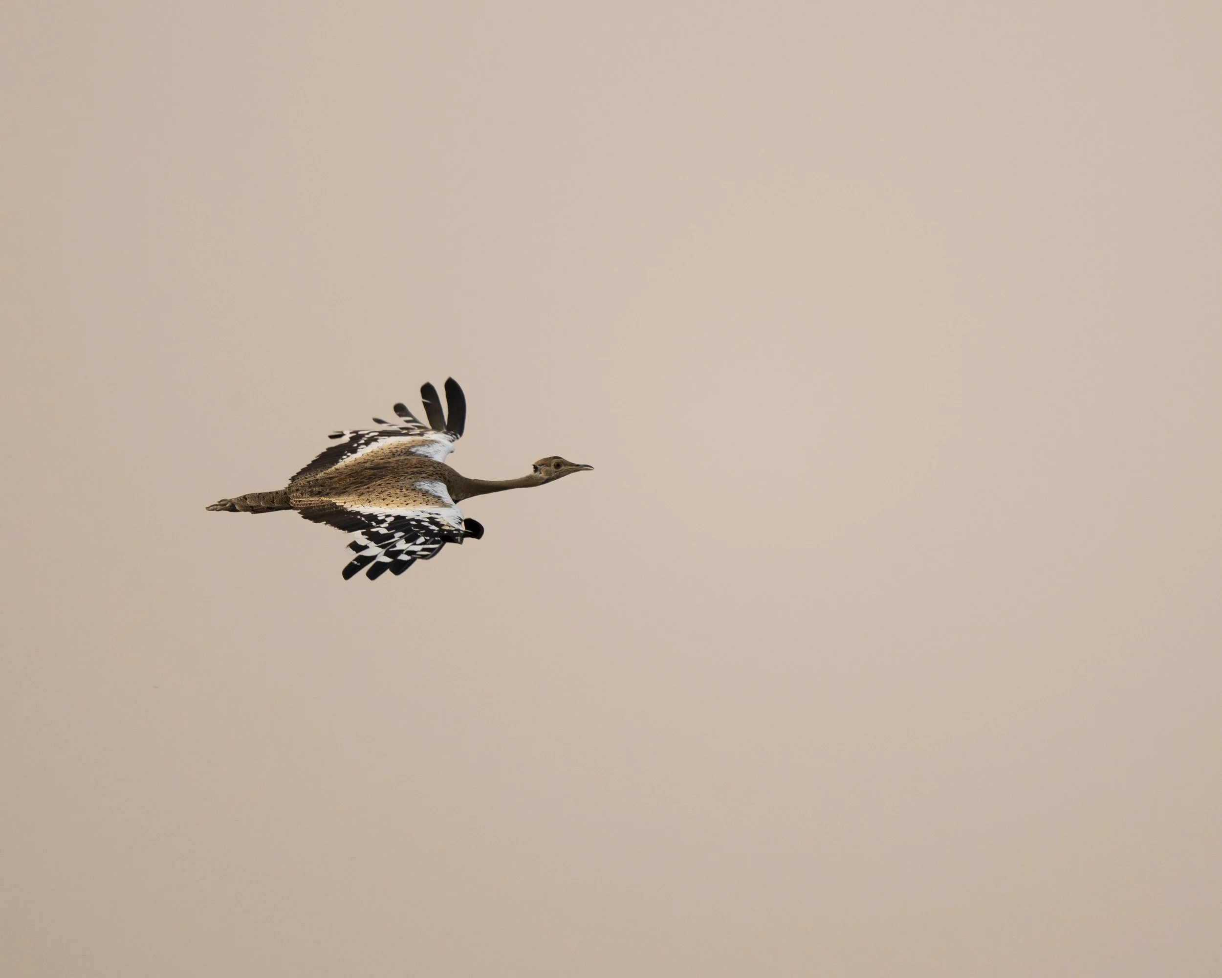 DSC_2476.jpg