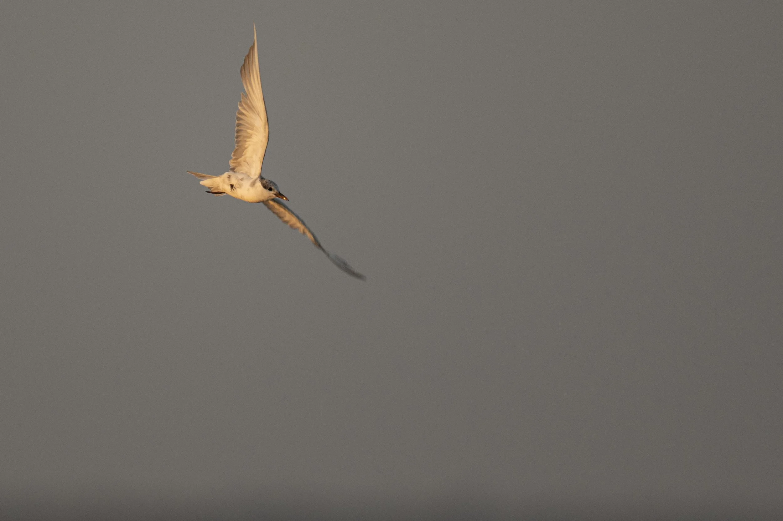 DSC_3570.jpg