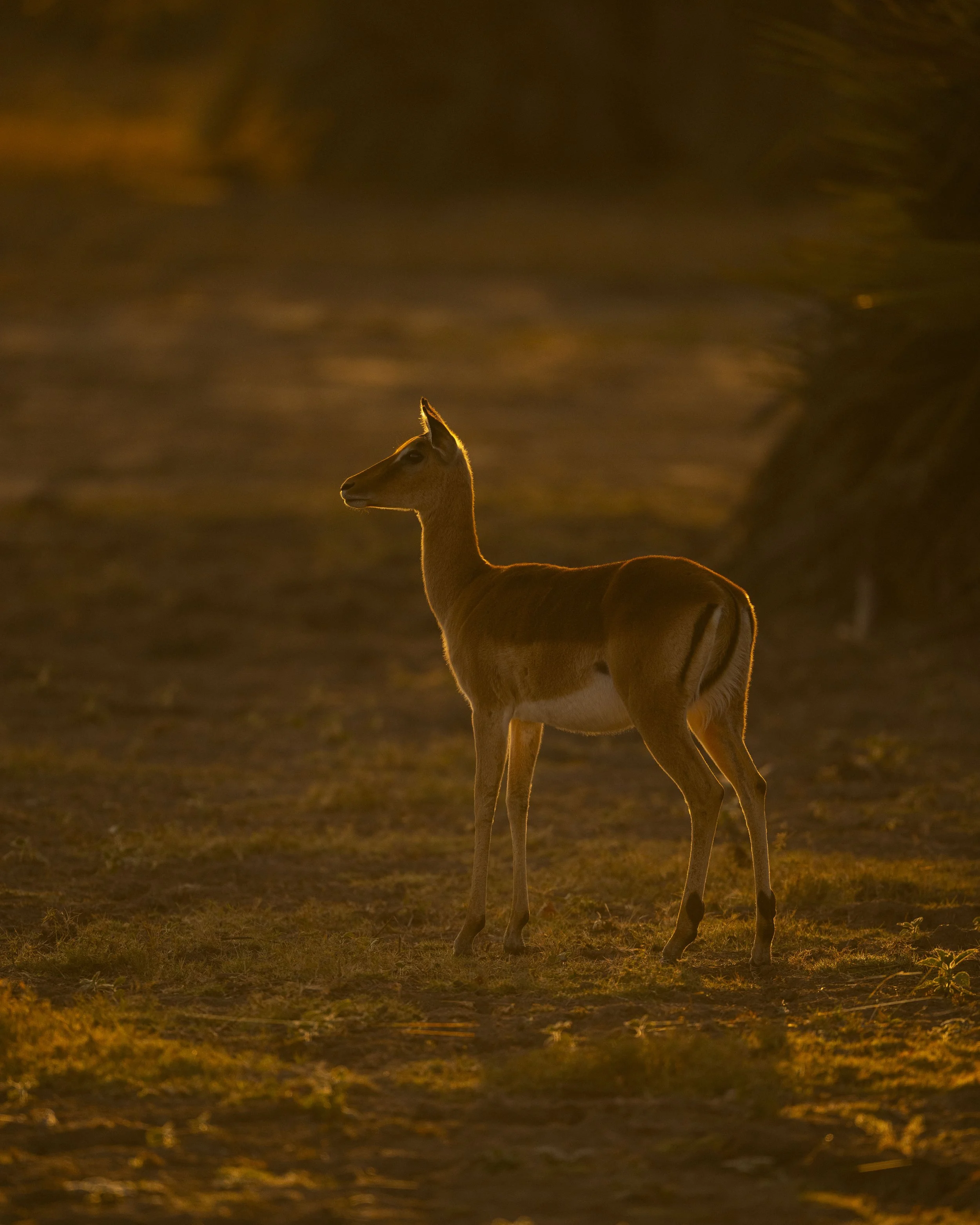DSC_4240.jpg
