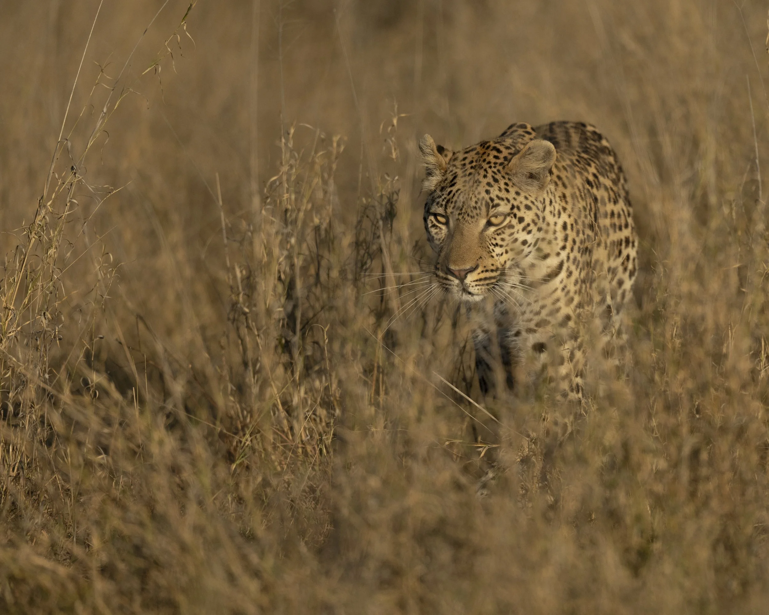 DSC_7463.jpg