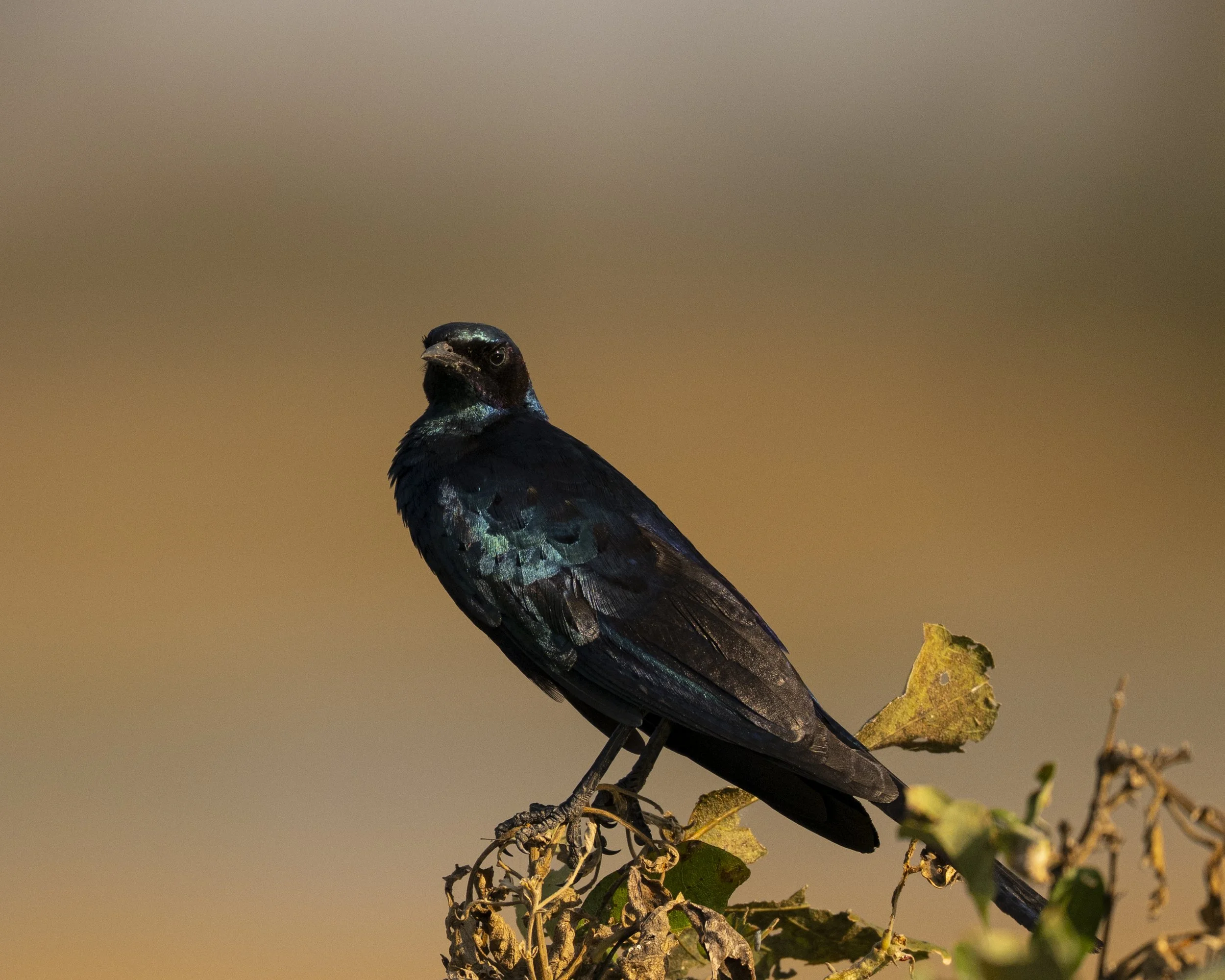 DSC_5708.jpg