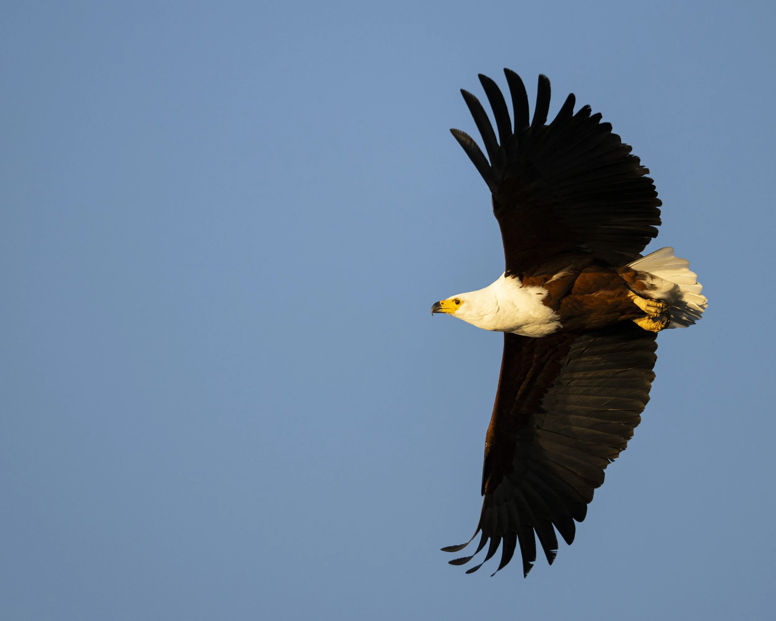 DSC_0938.jpg