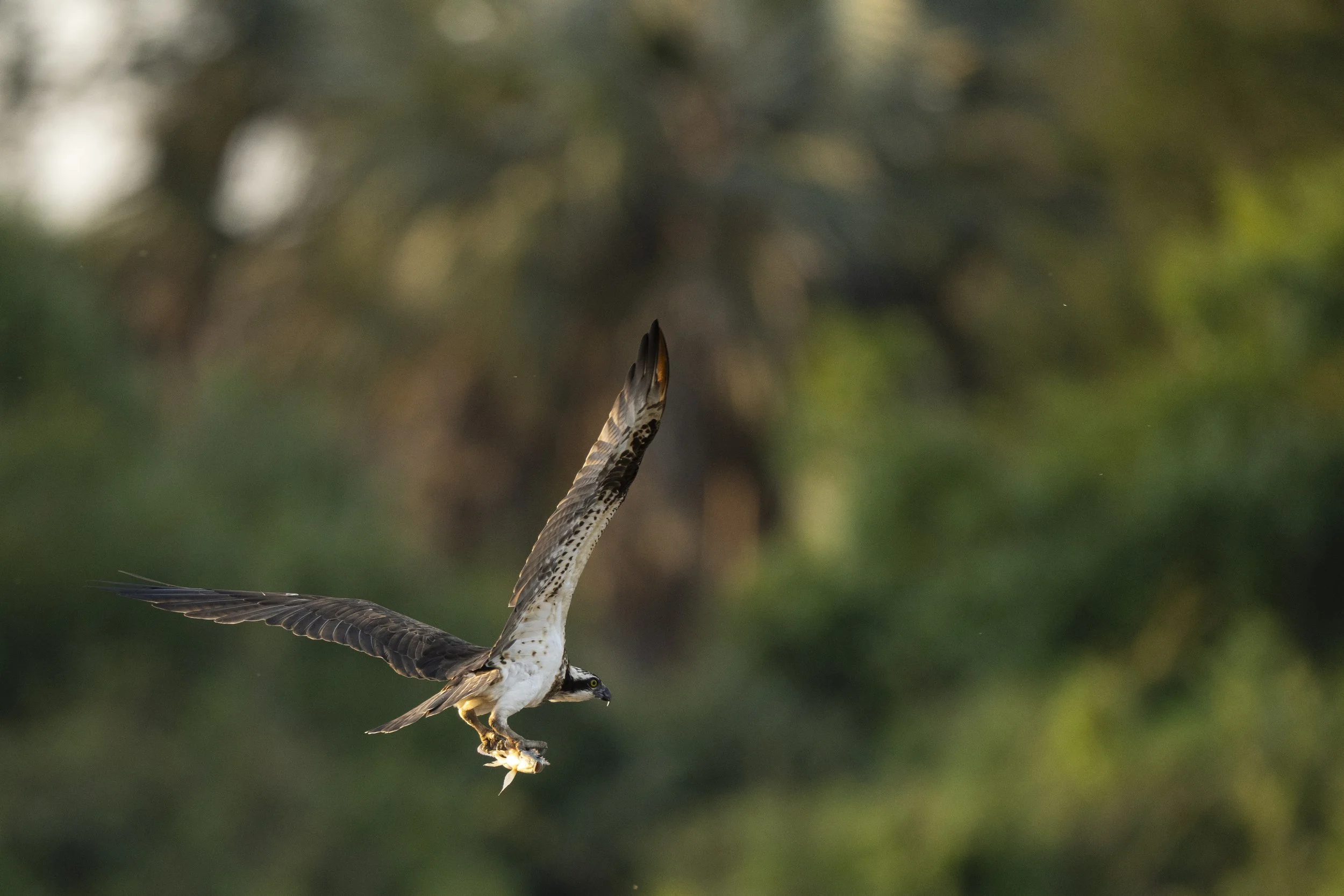 DSC_5477.jpg