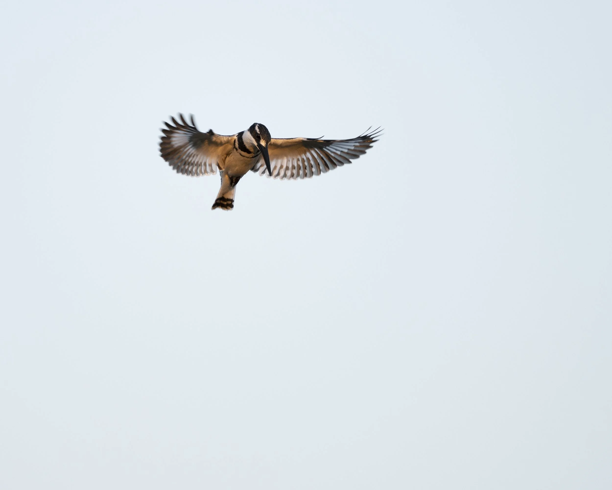 DSC_7031.jpg