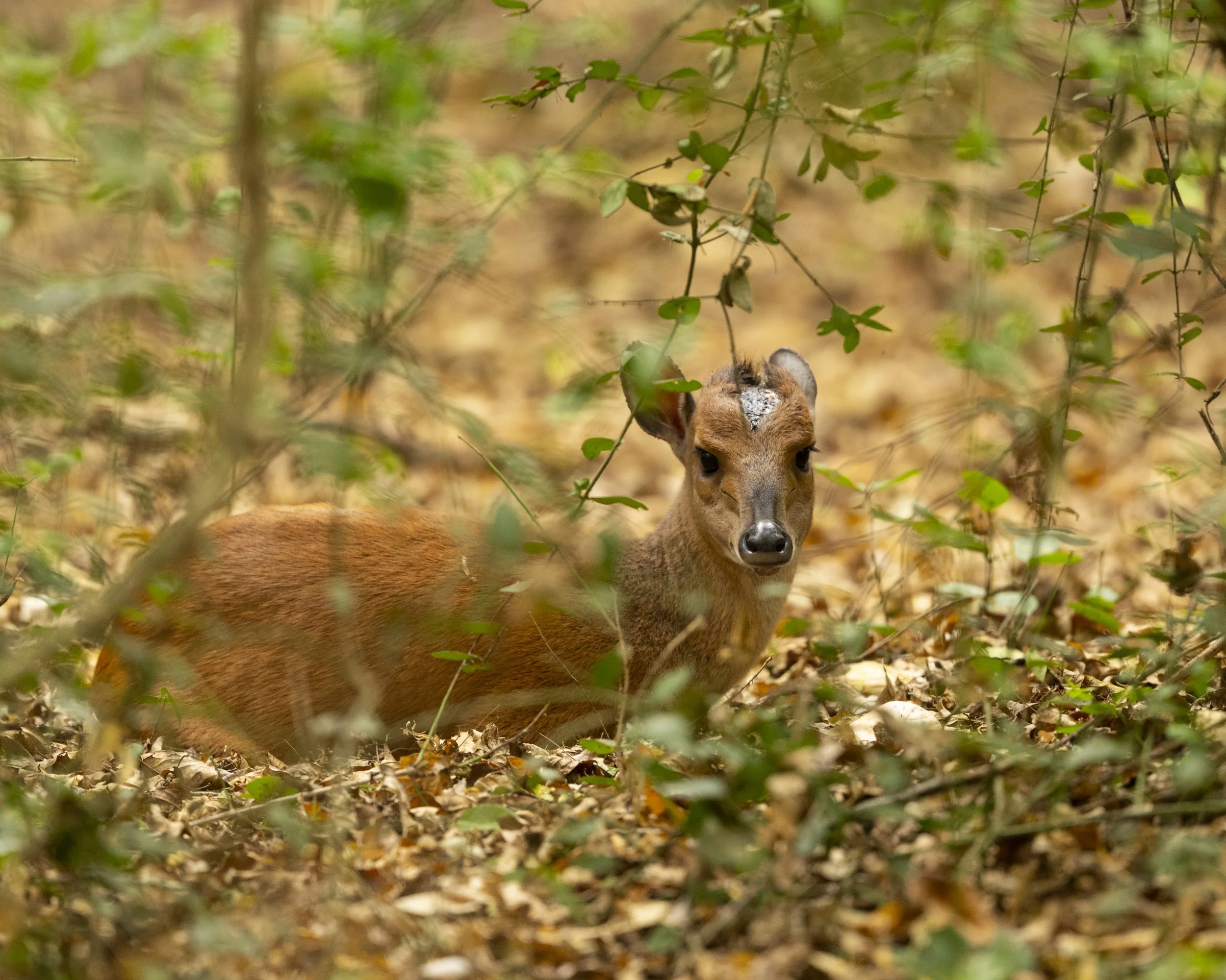 DSC_2635A.jpg