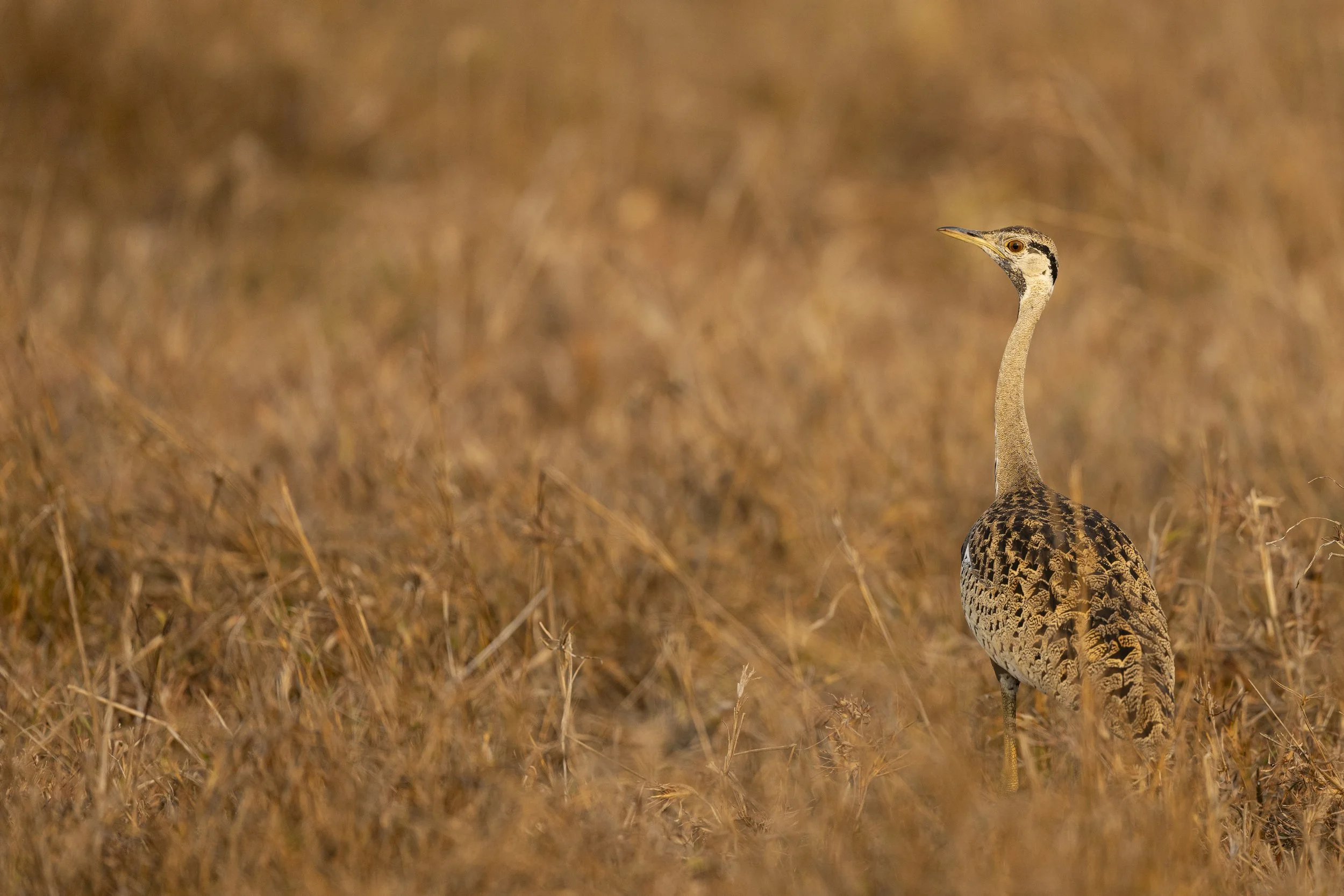 DSC_0638.jpg