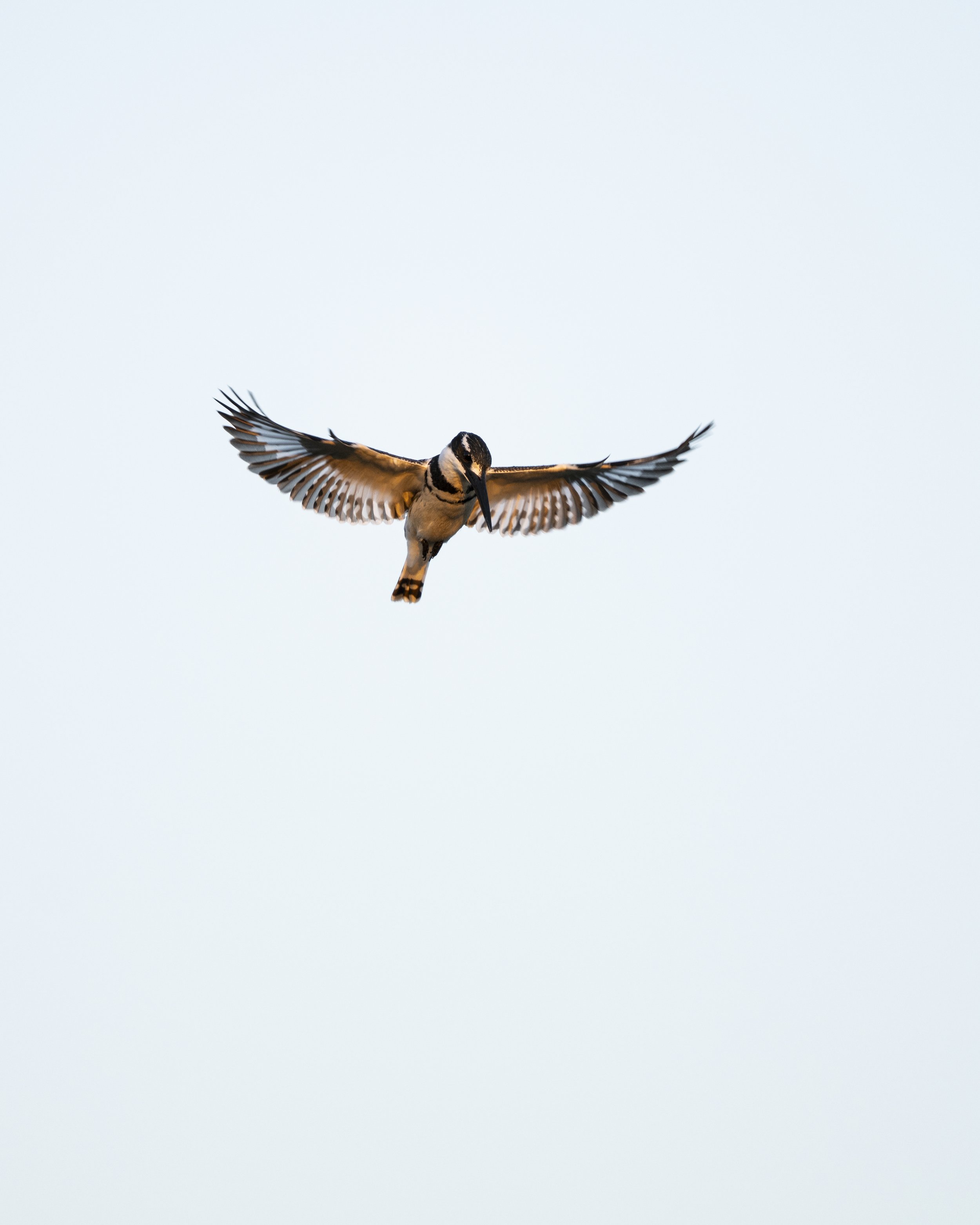 DSC_7034.jpg